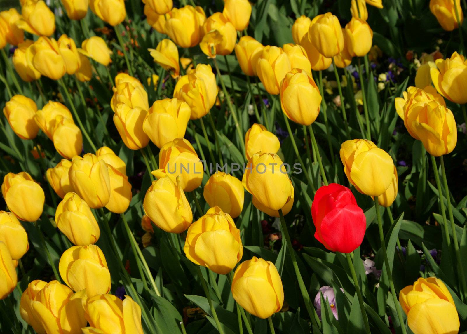 One red tulip among yellow tuplis