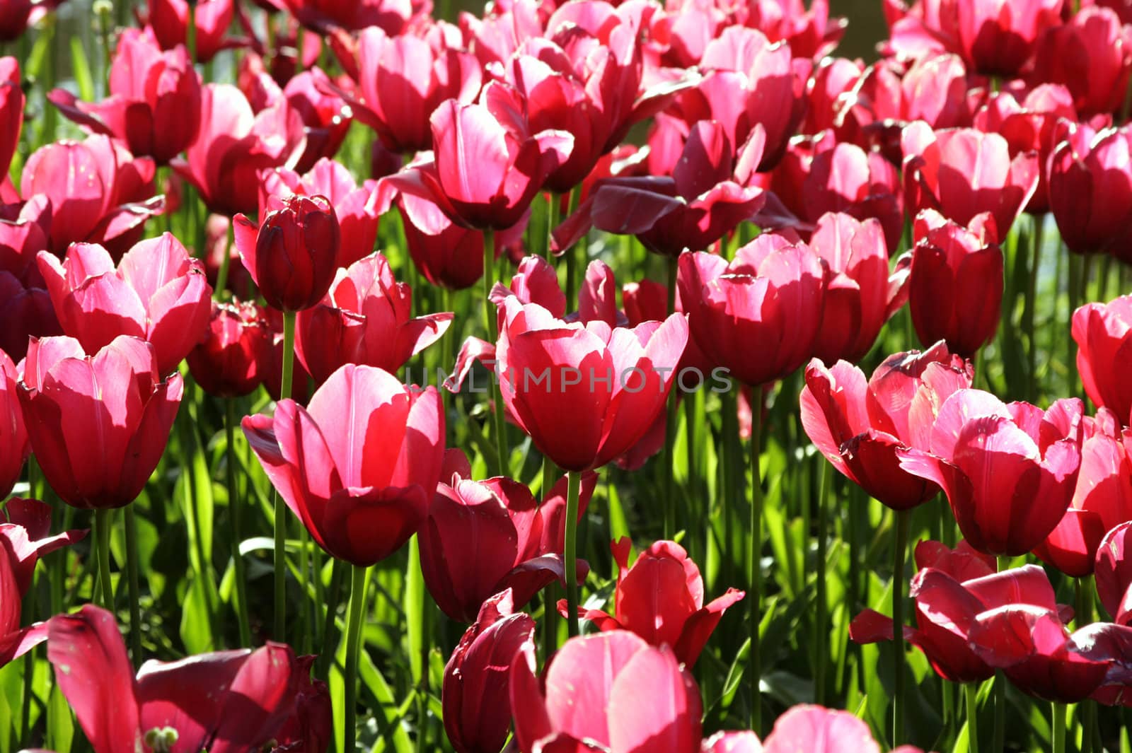 Red tuplis field by cristiaciobanu