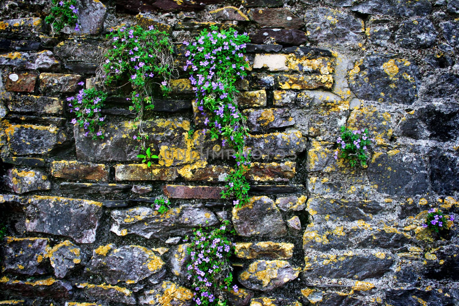 Stone wall background with flowers and plants