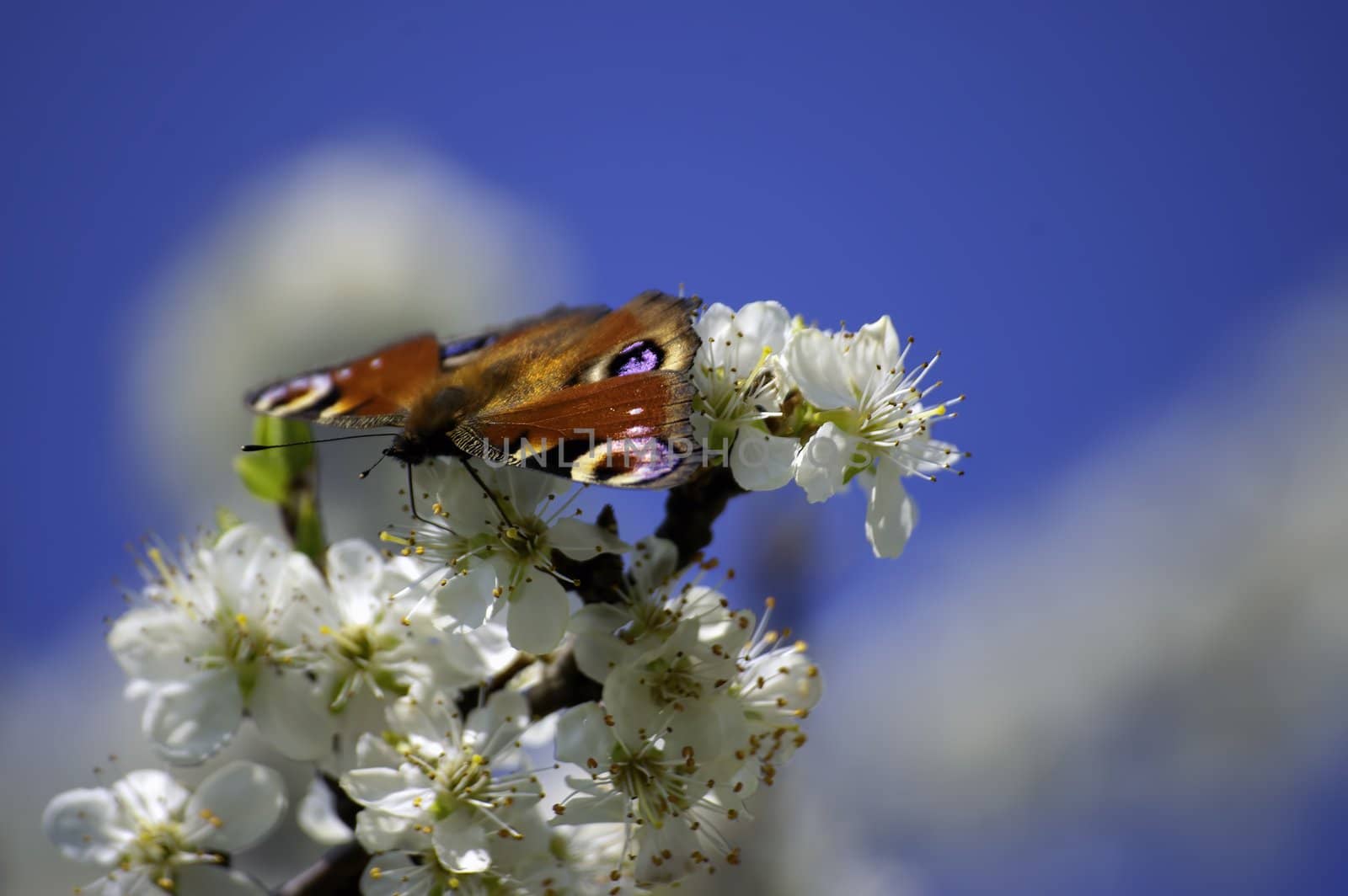 butterfly by gufoto