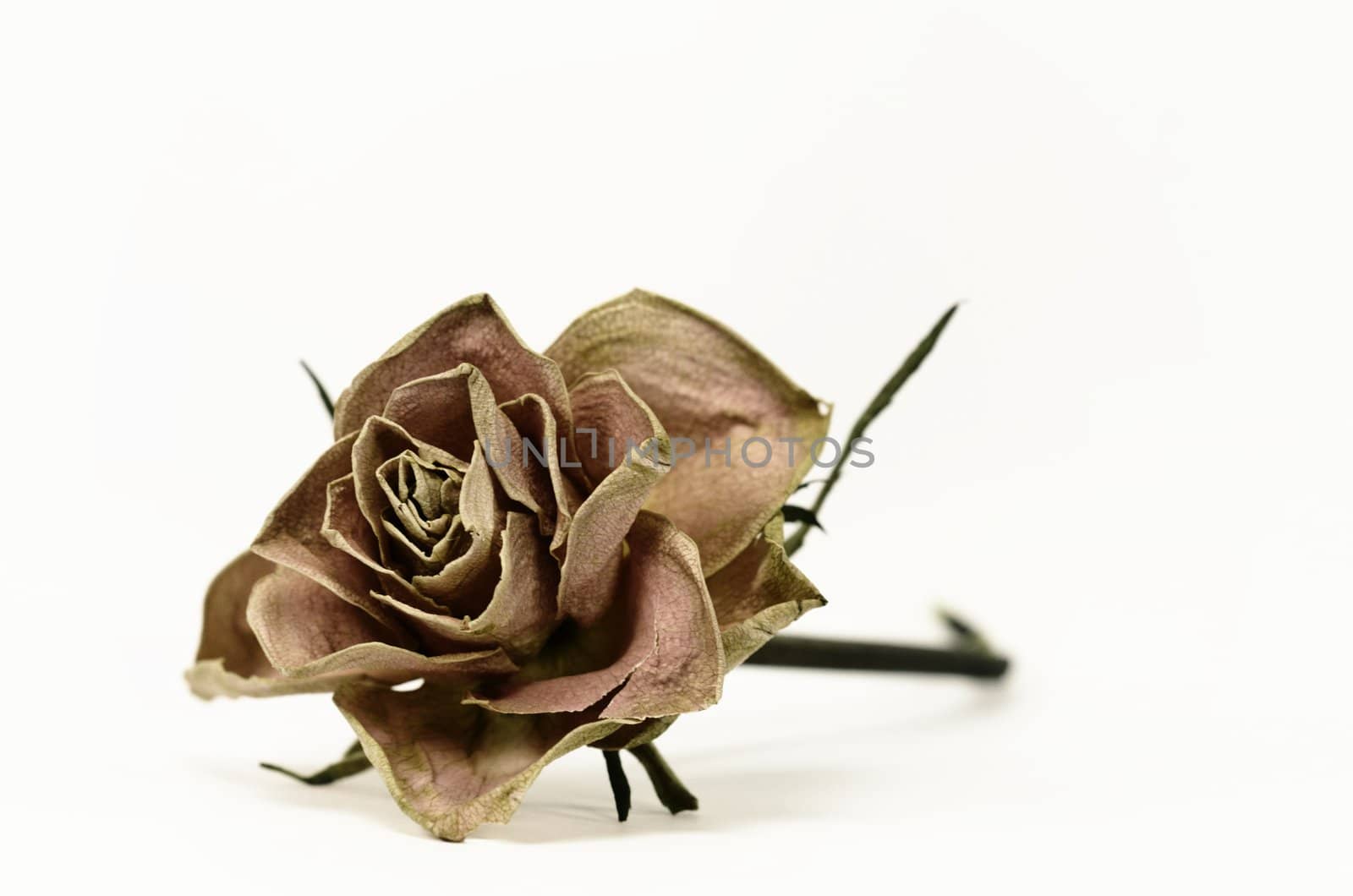 a faded rose on white background