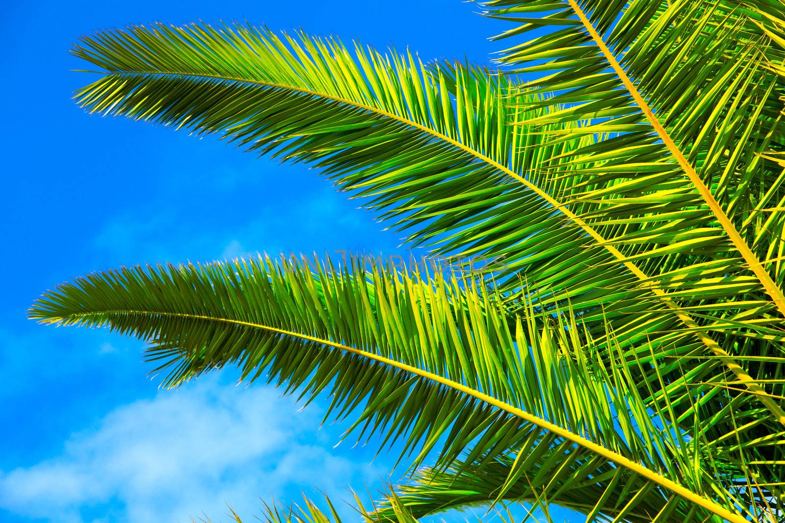 green palm leaf on blue sky by motorolka