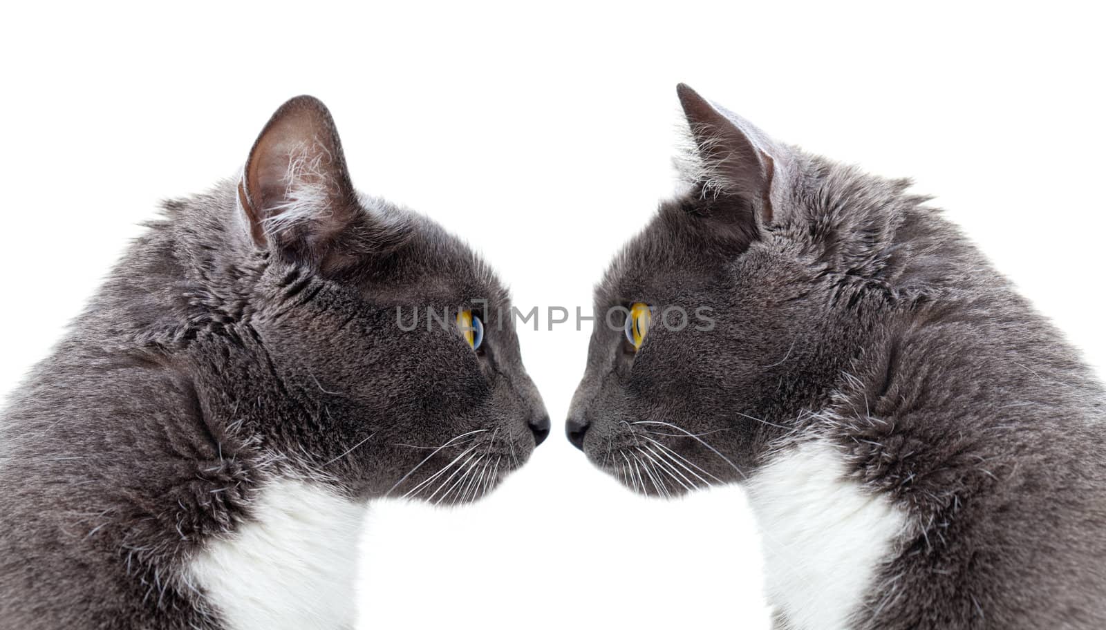 two grey cat. Copy space. Isolated on white background by motorolka