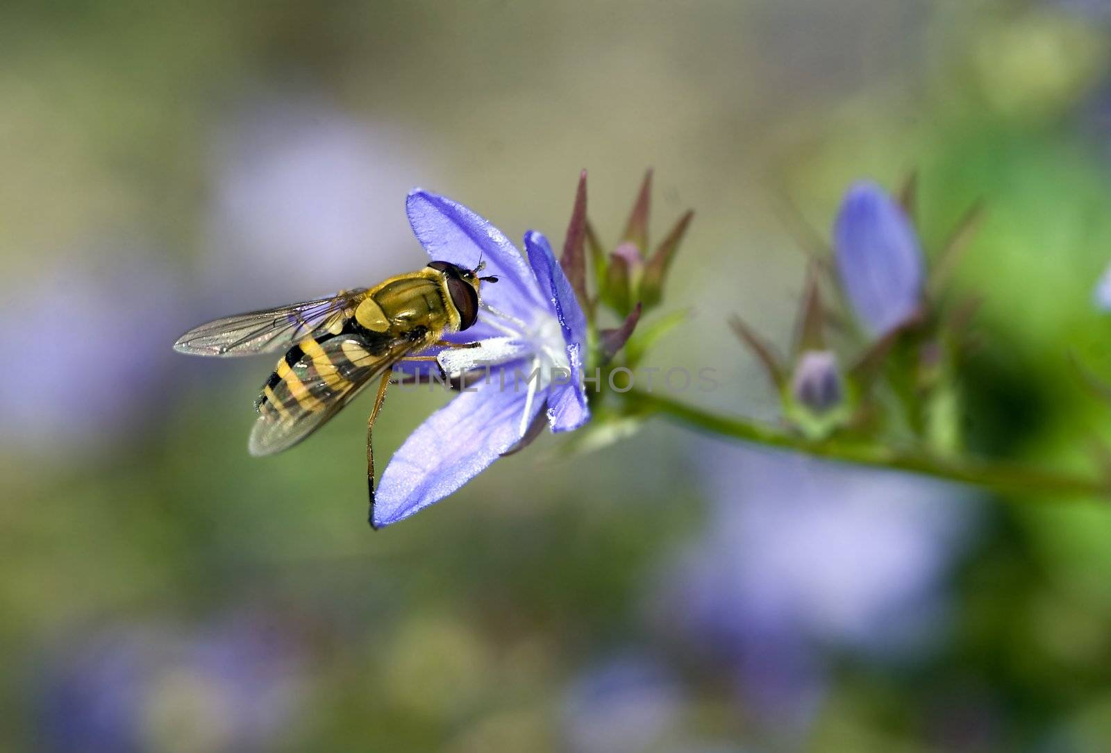 Macro wasp on a flower
