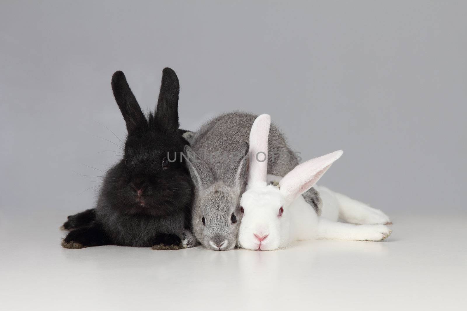 White Black and Gray Bunnies by libyphoto