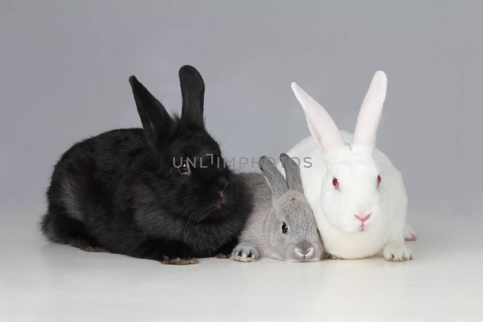 White Black and Gray Bunnies by libyphoto