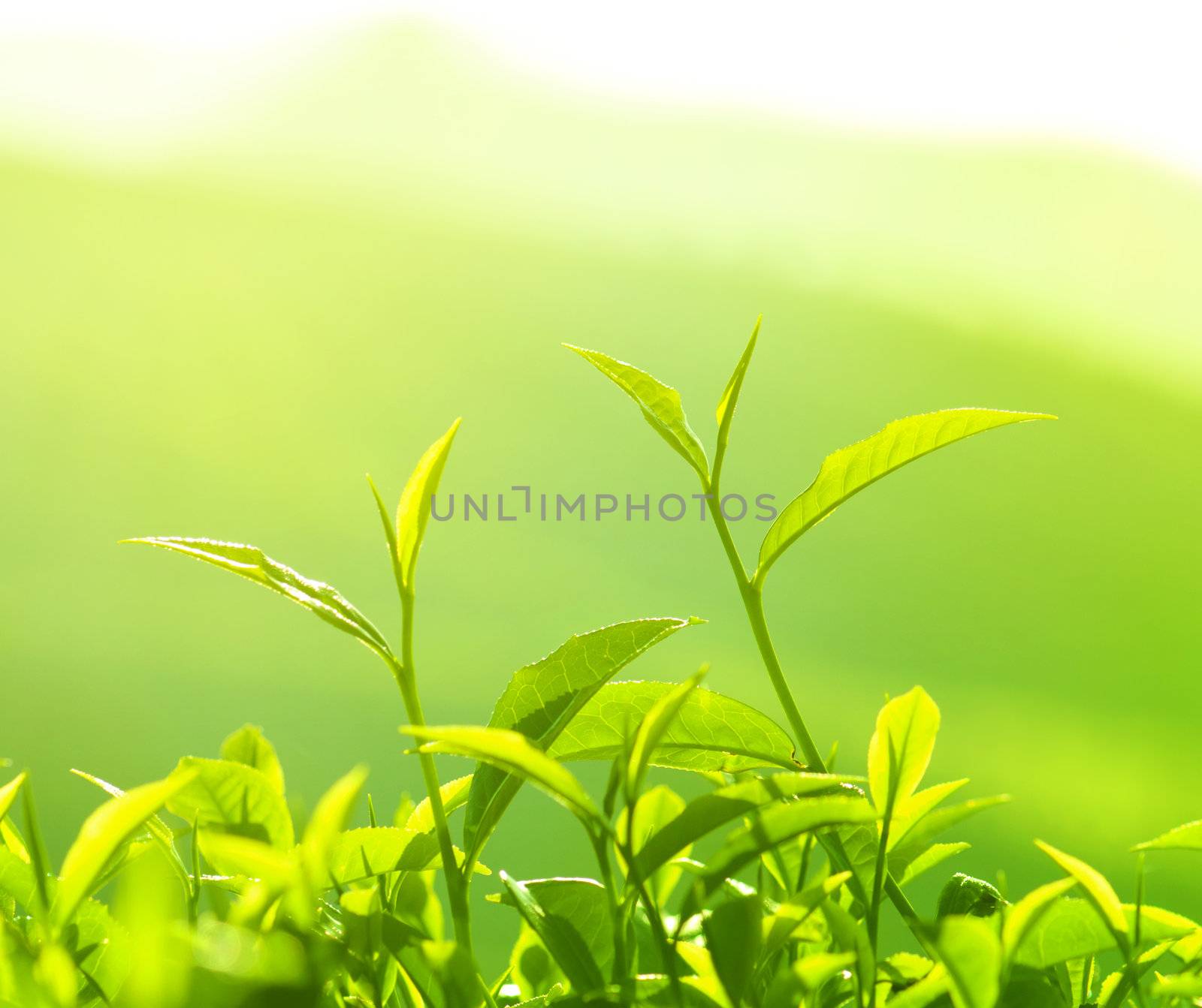 Tea Leaf with morning golden sunlight