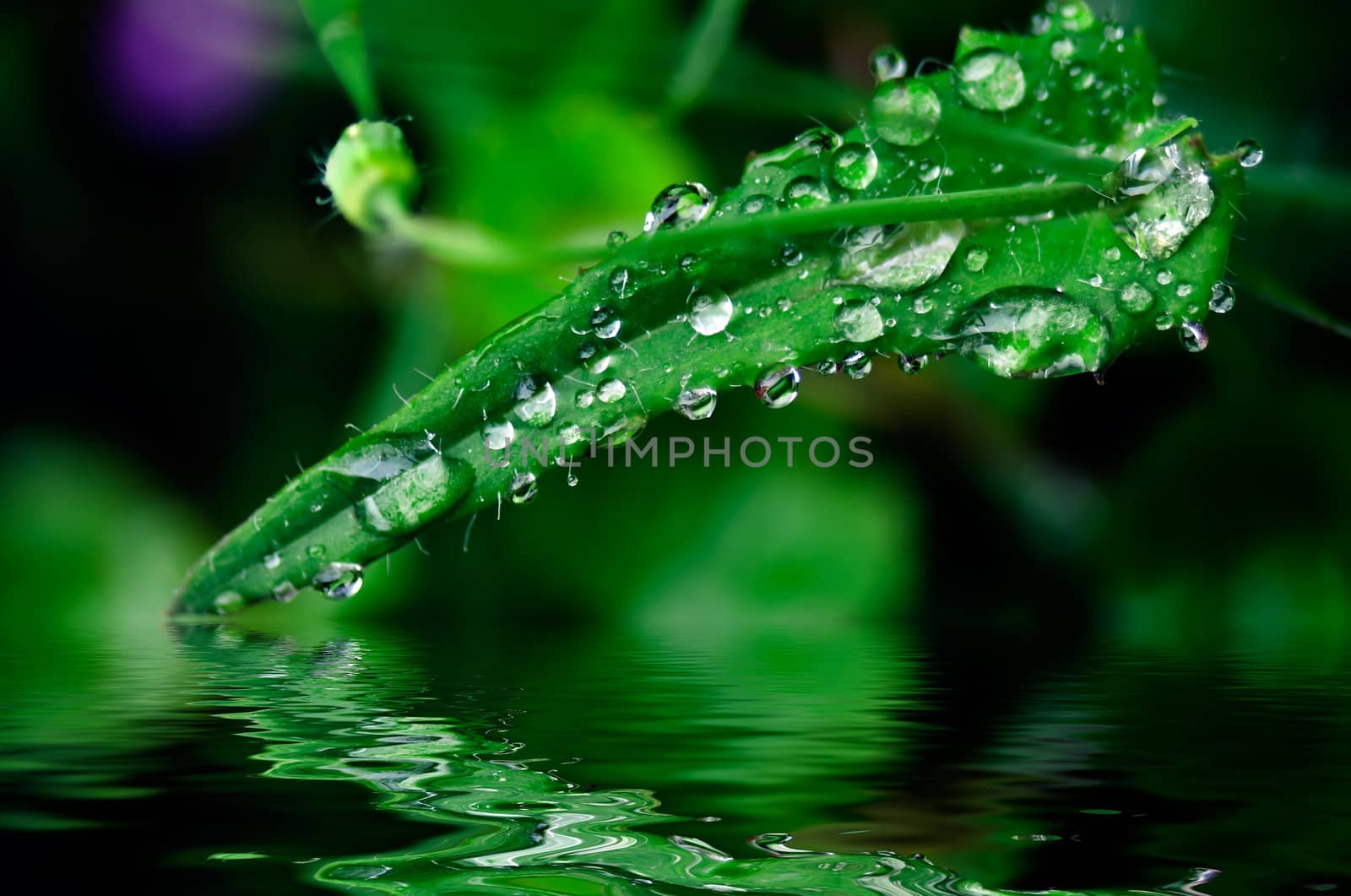 Grass covered with drops of water, beautiful