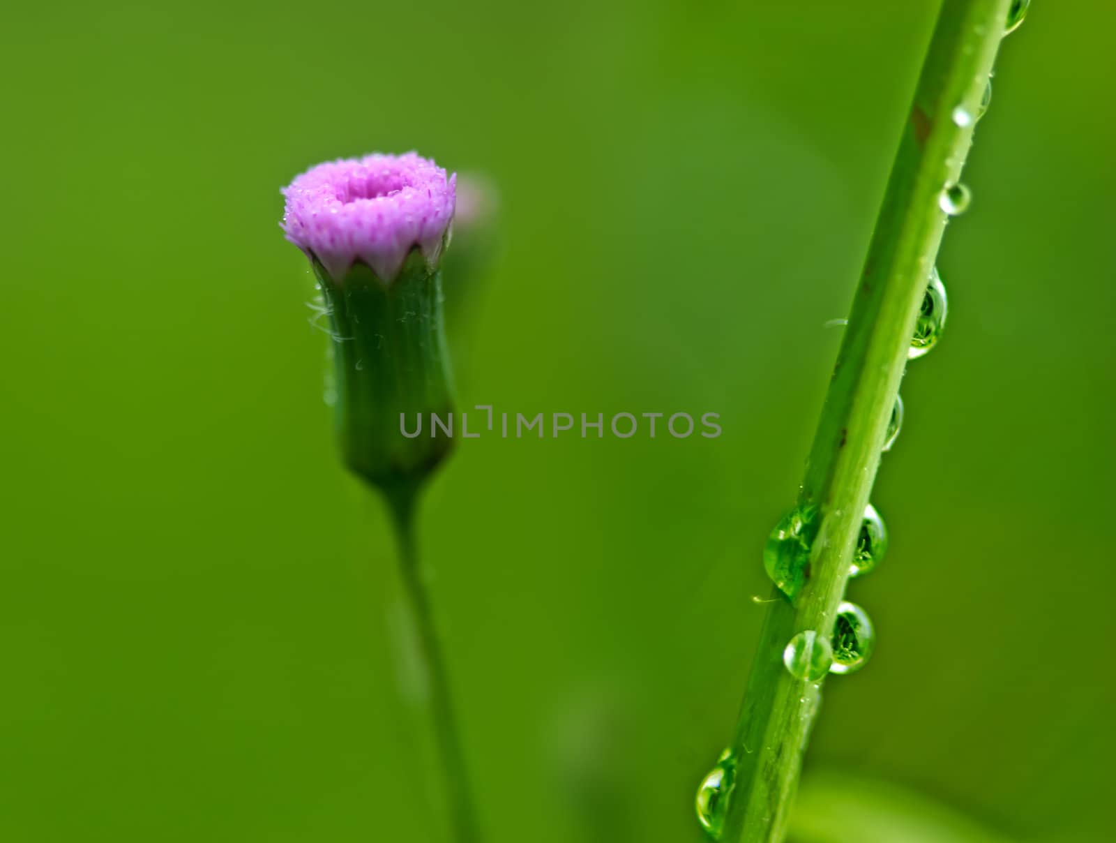 Grass covered with drops of water, beautiful