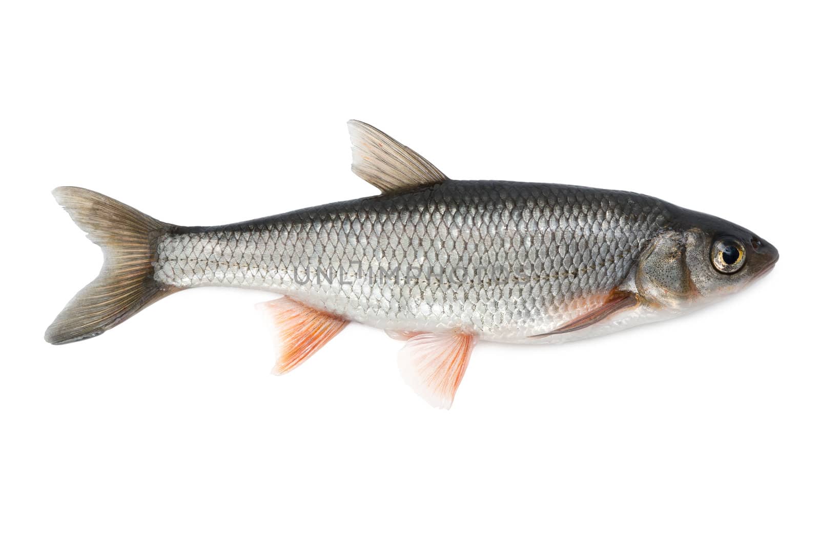 Fish common dace - isolated on white background.
