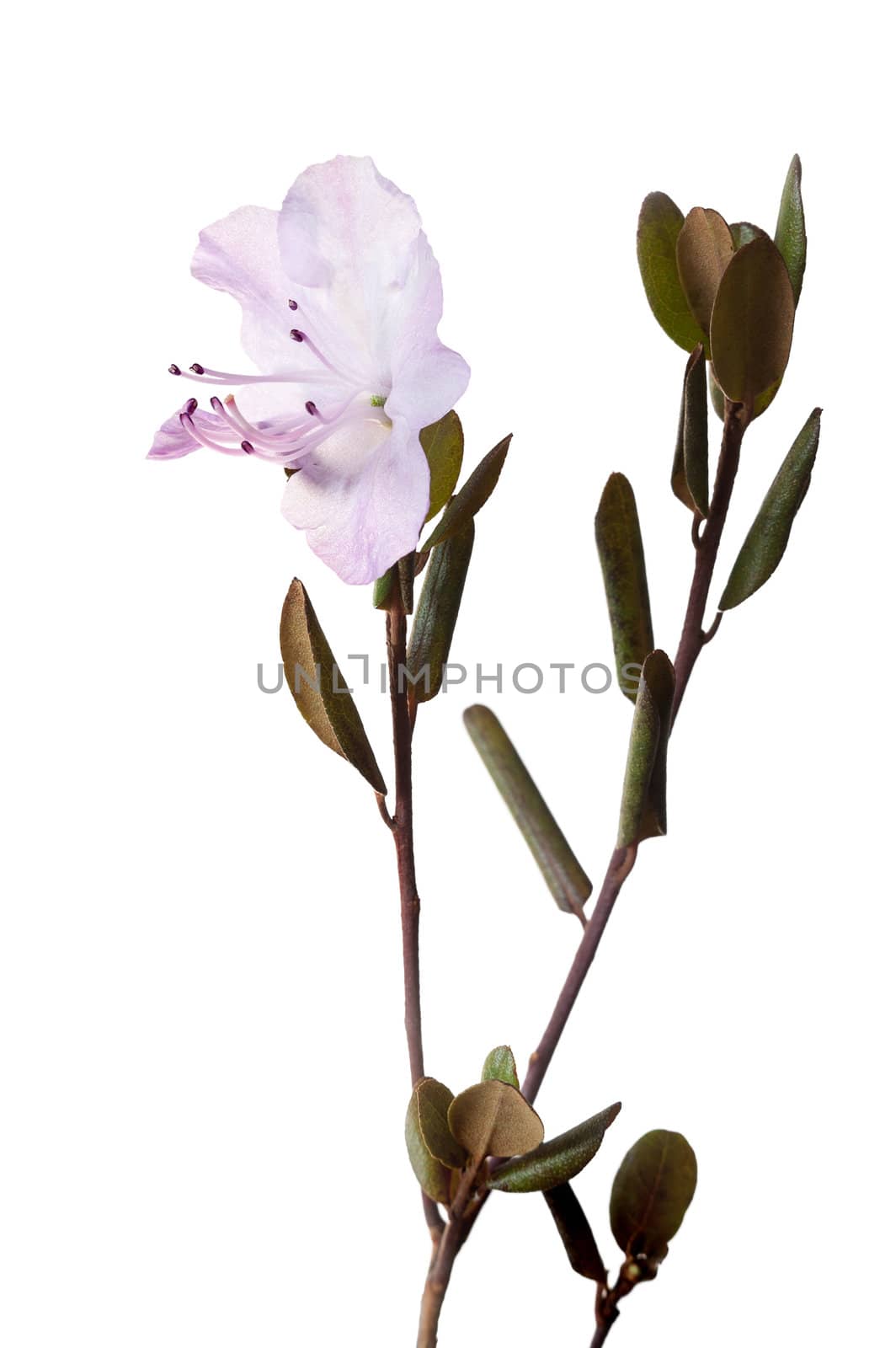 Flower of a labrador tea it is isolated on a white background