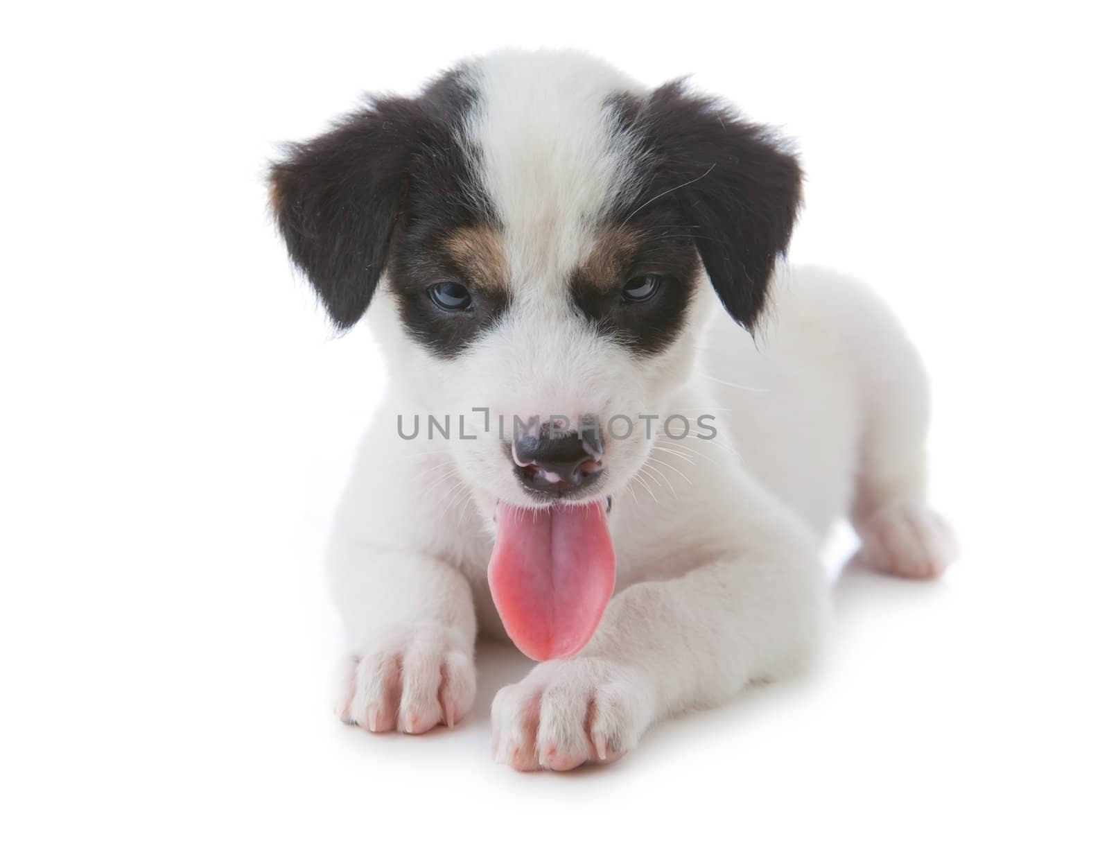 Puppy Dog showing Tongue isolated on white background