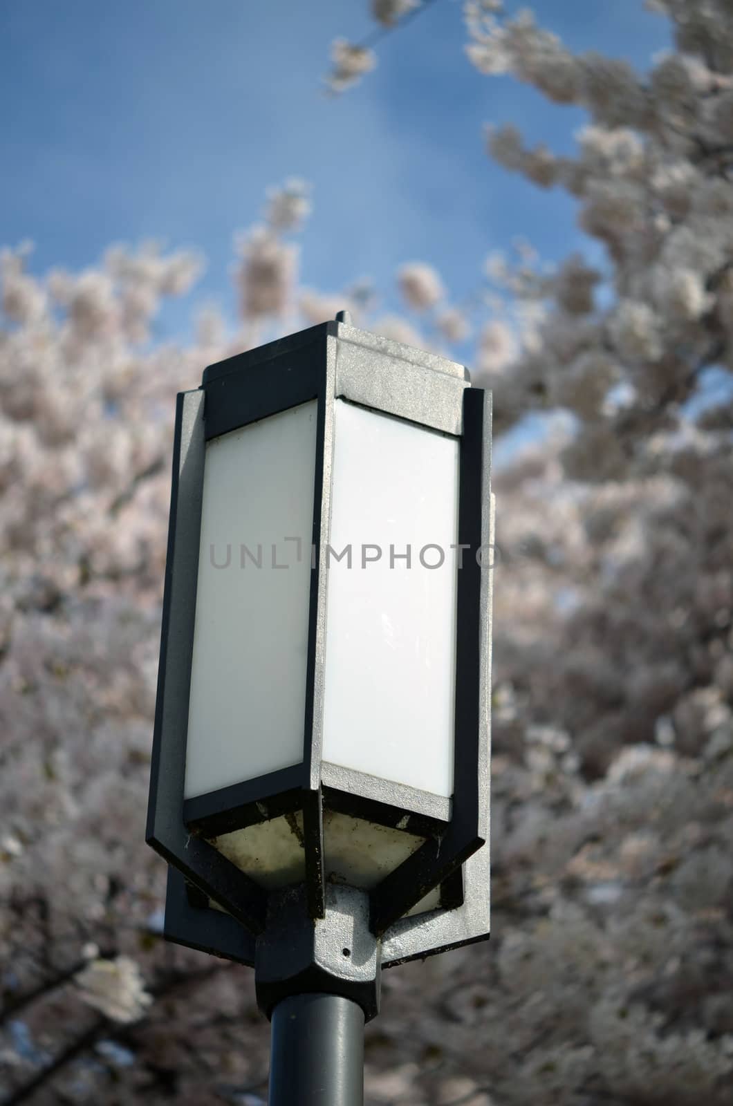 light with cherry blossom by seattlephoto