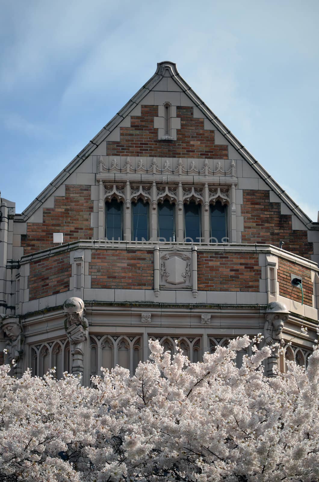 cherry blossoms in full bloom in fornt of a brick building