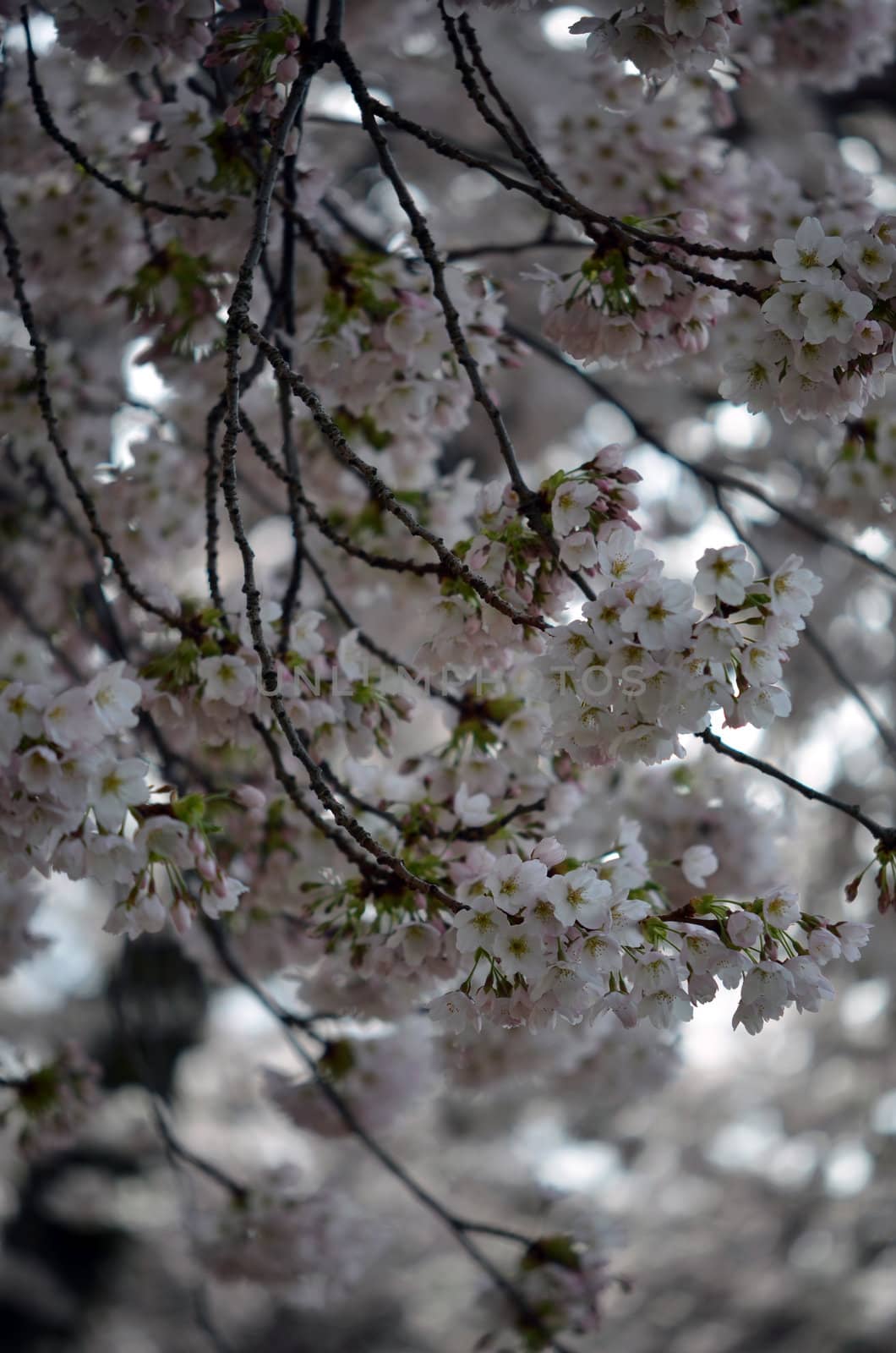 cherry blossoms by seattlephoto