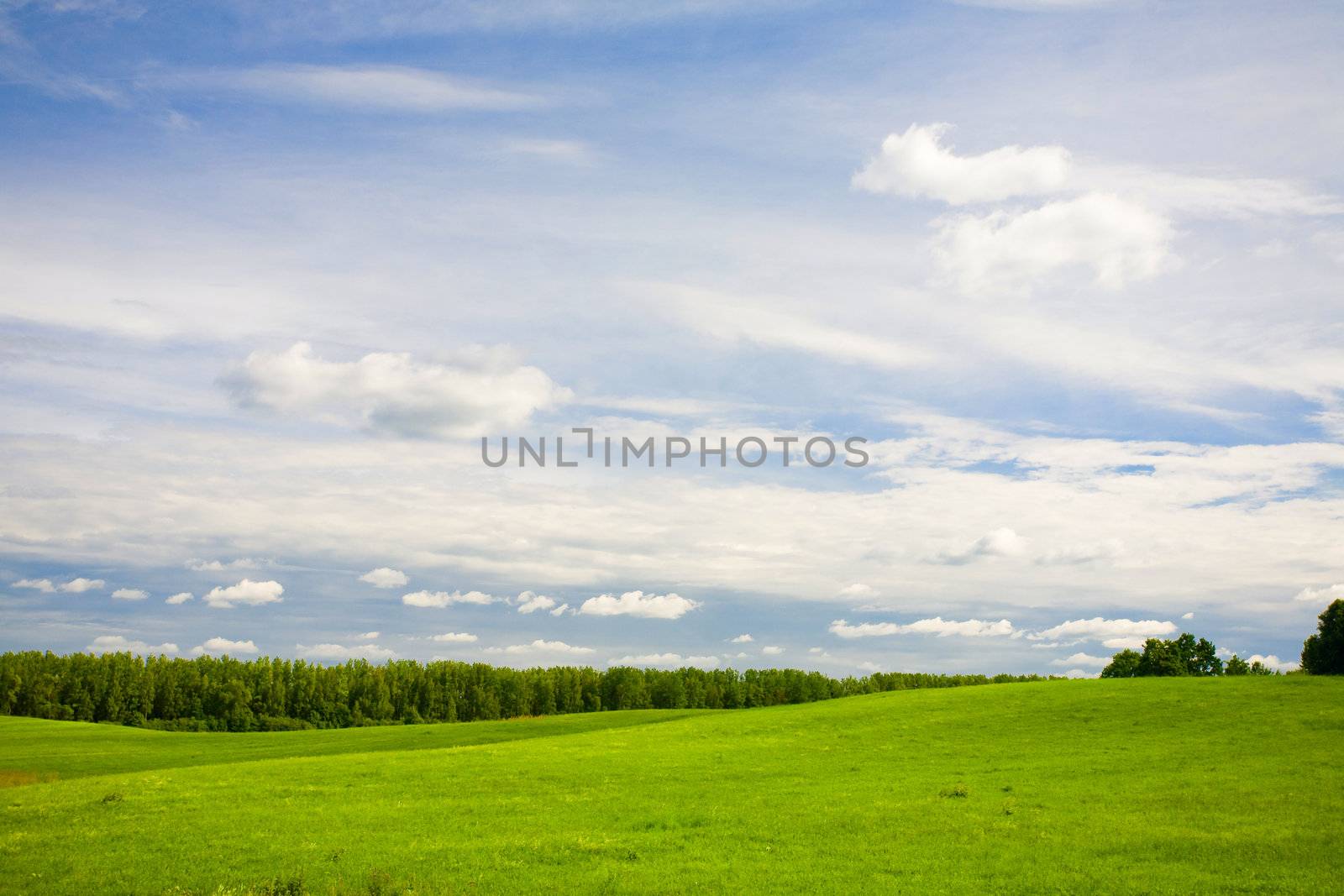 green forest and blue sky by vsurkov