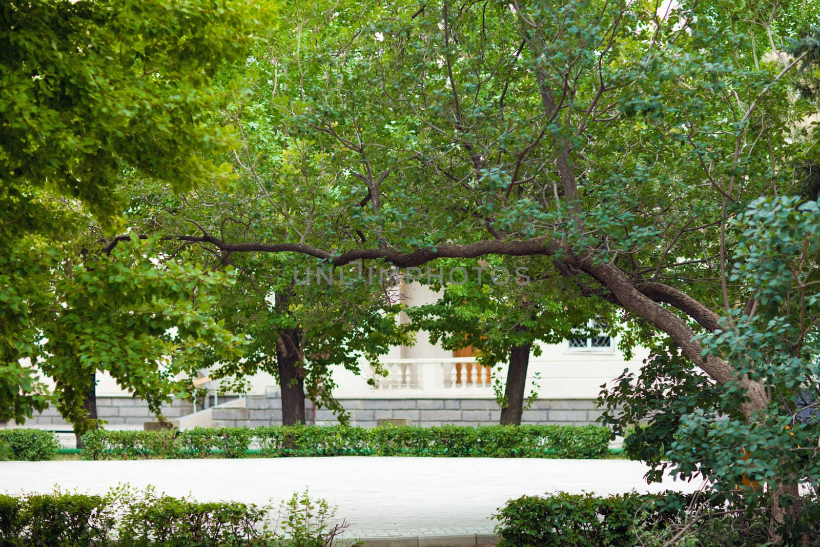 city park with green trees in spring