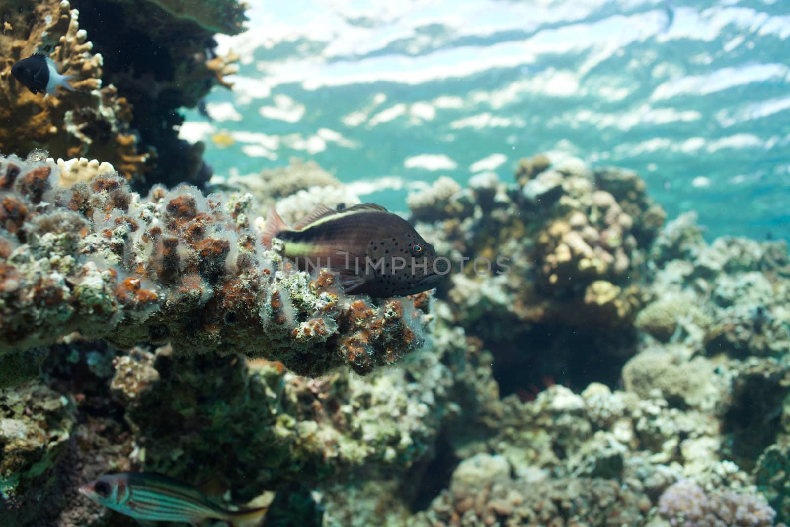 fish and corals in the sea by vsurkov