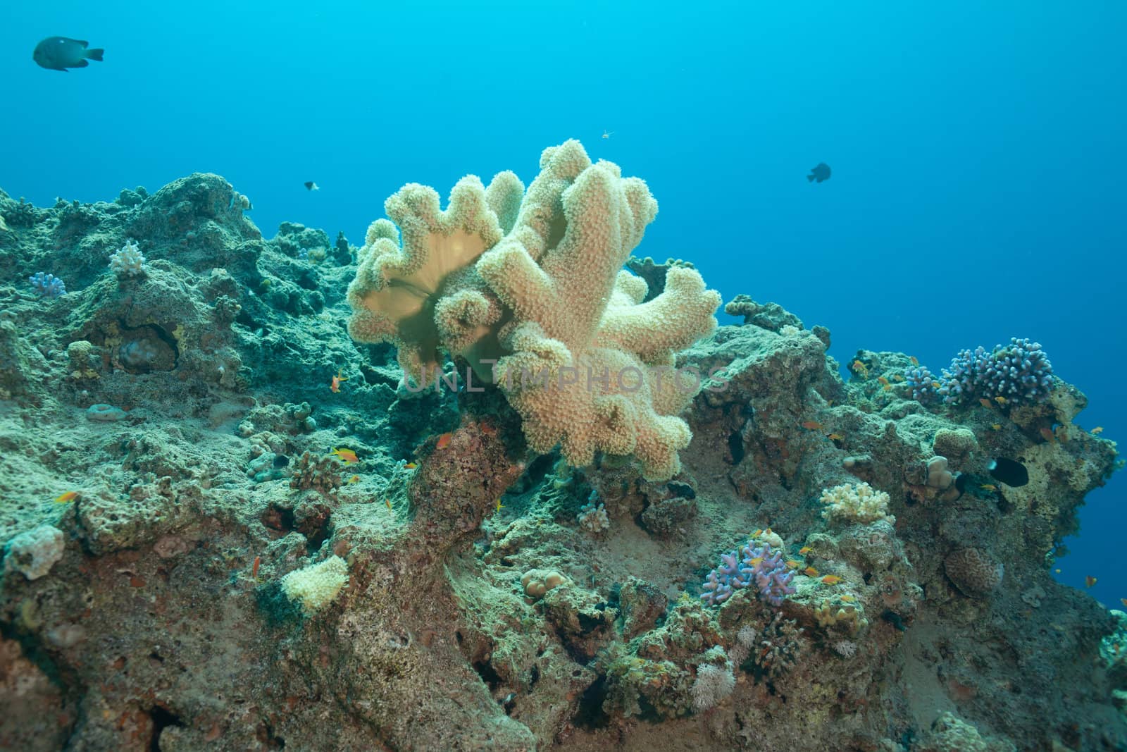 beautiful coral in sunlight and fish in the Red sea