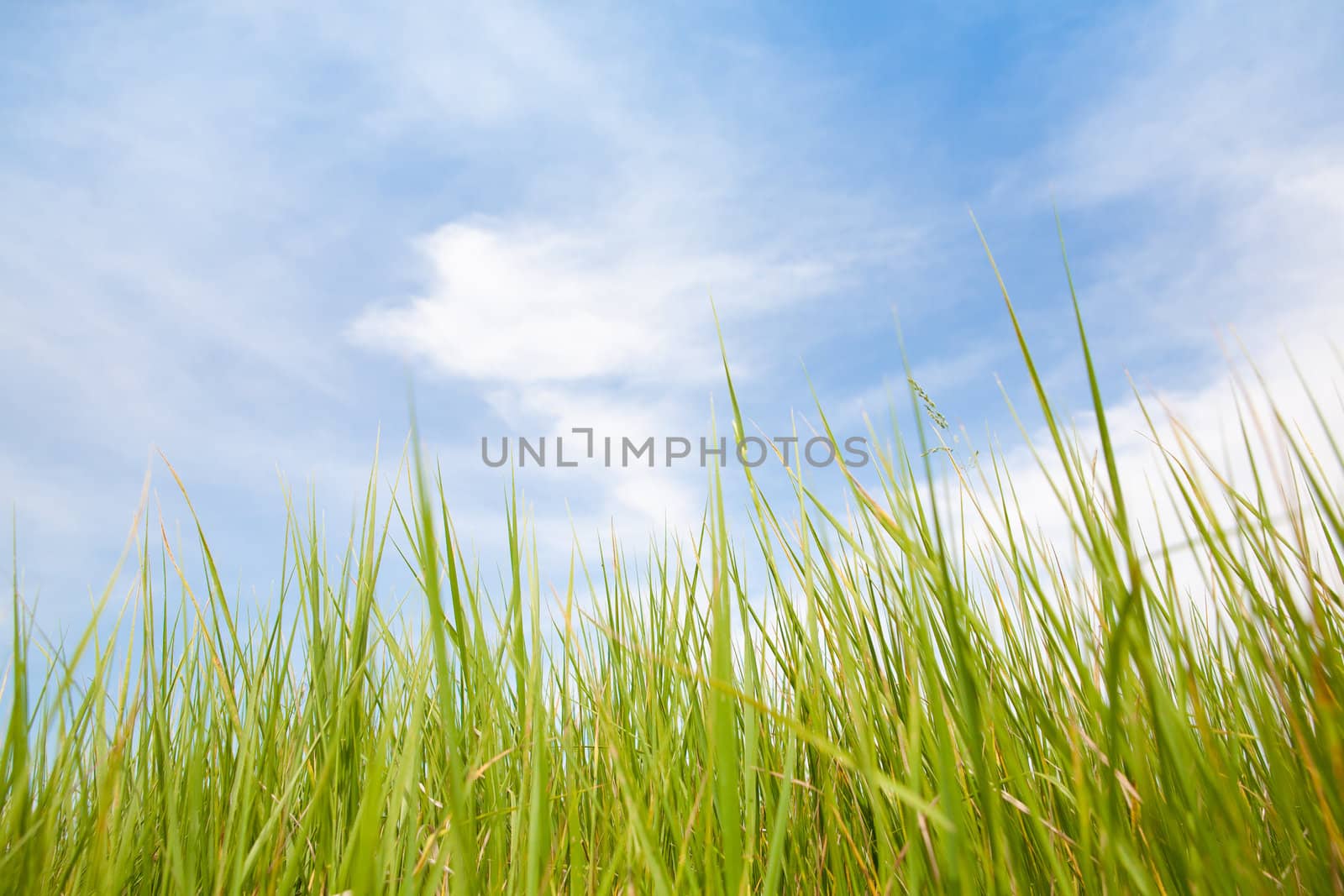 green grass and blue sky with clouds
