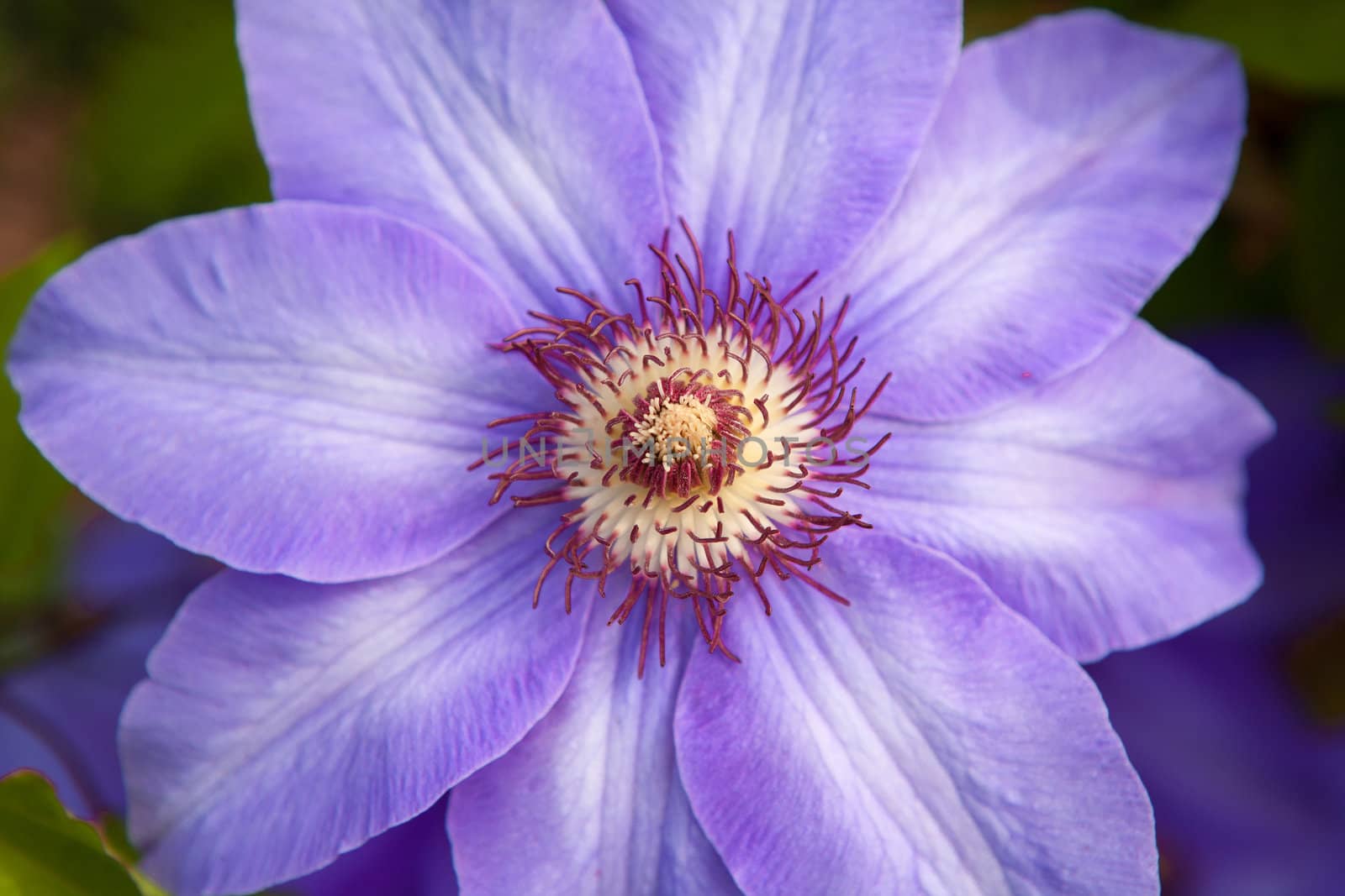 one violet flower outdoors