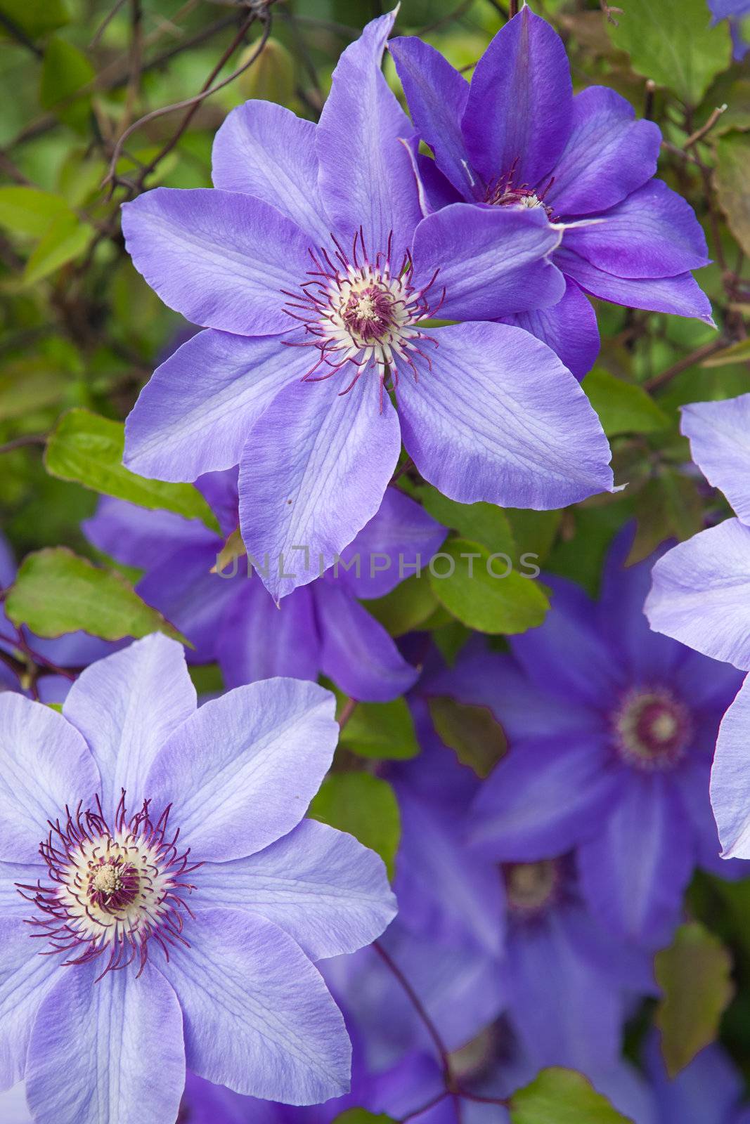 violet flowers by vsurkov