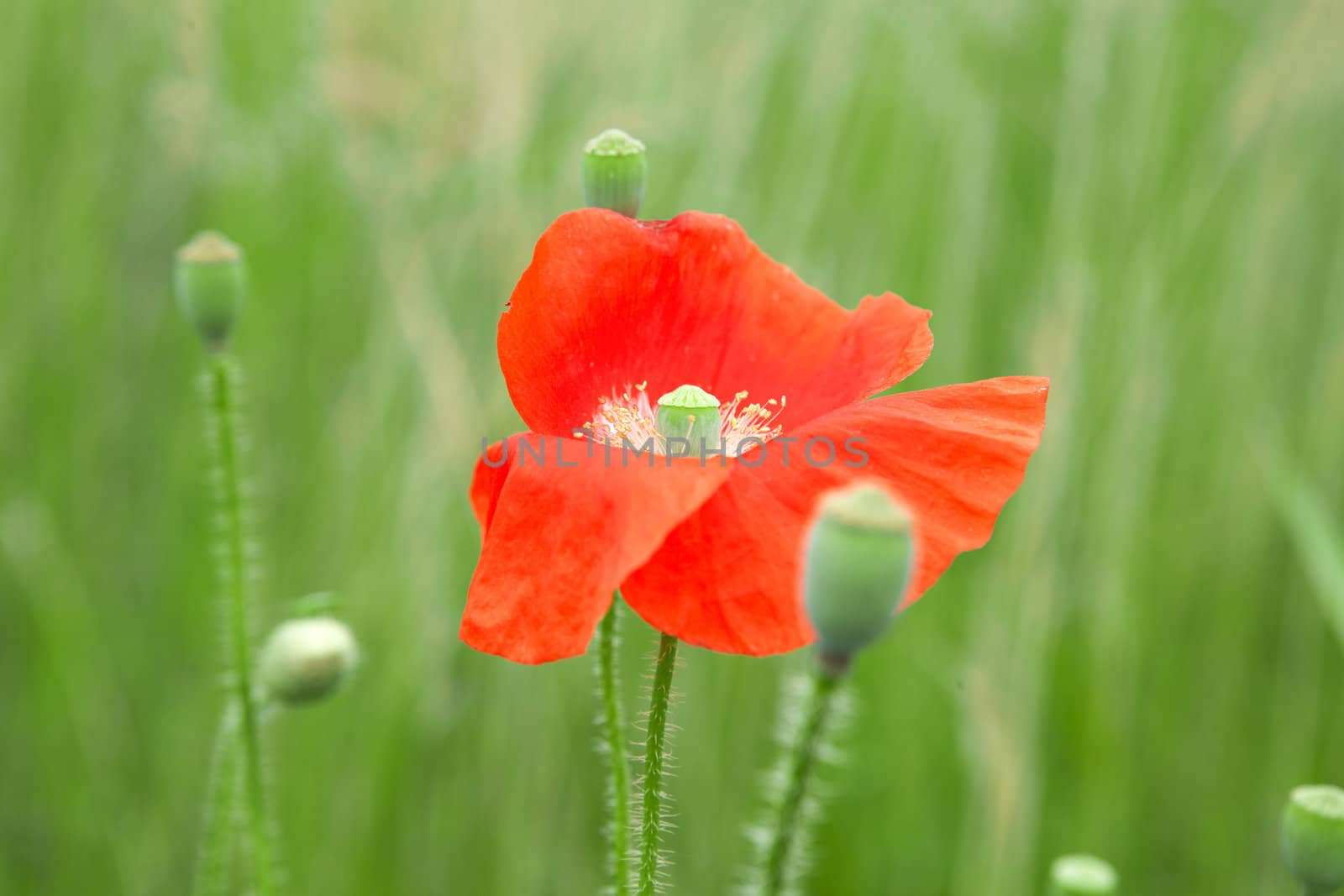 red poppy flower in the field