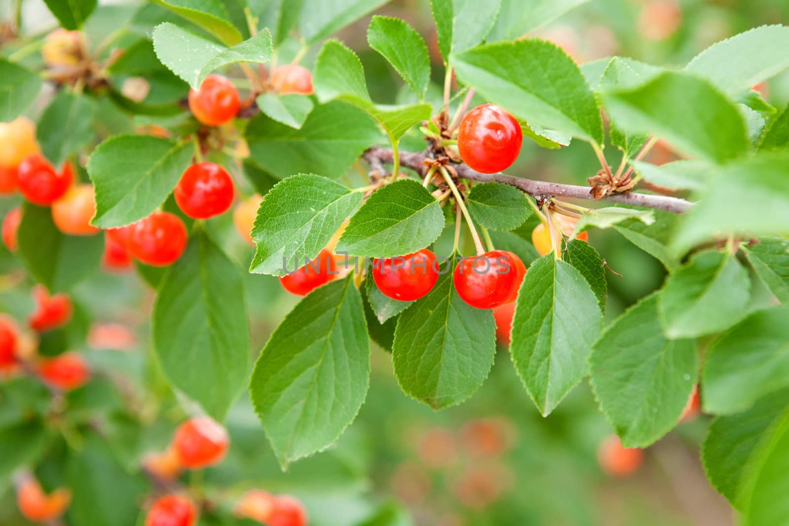 red cherry on the tree