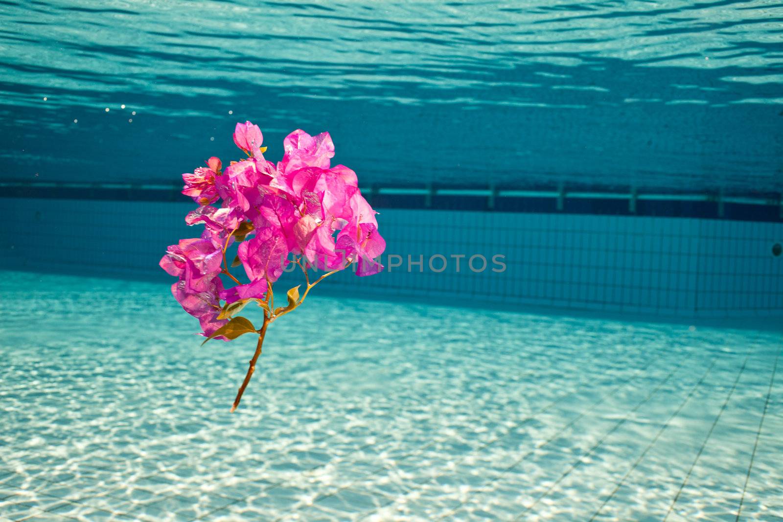 a flower under the water in swimming pool