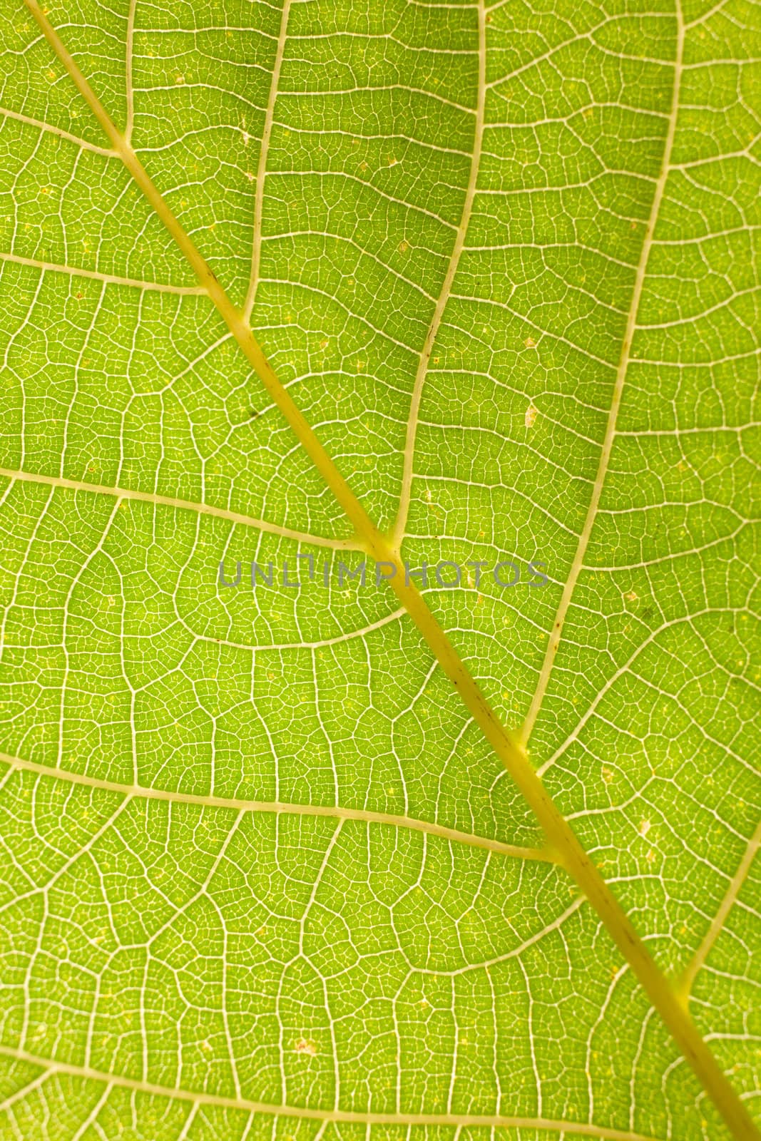 background of leaf by vsurkov