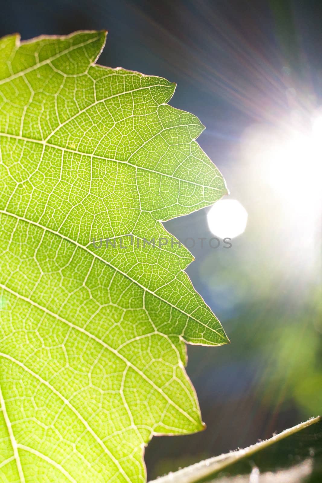 sumbeams and a leaf by vsurkov