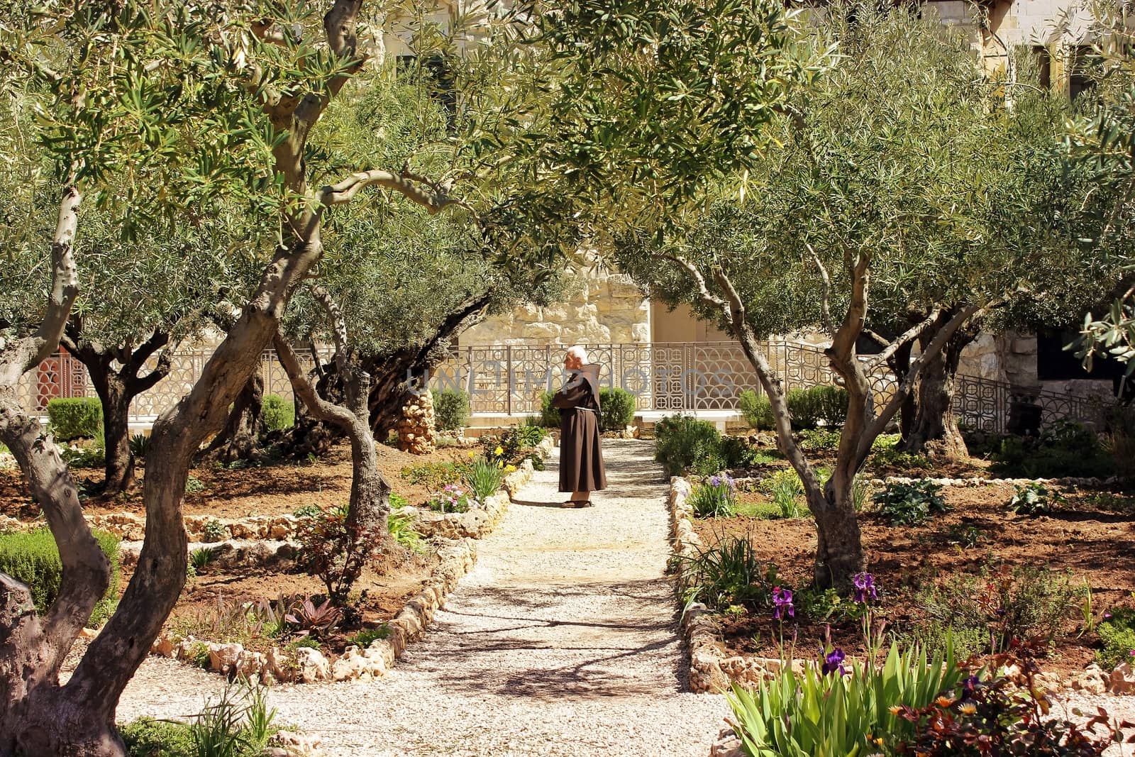 keeper of the Garden of Gethsemane, Jerusalem .place of prayer of Jesus on the night of his arrest