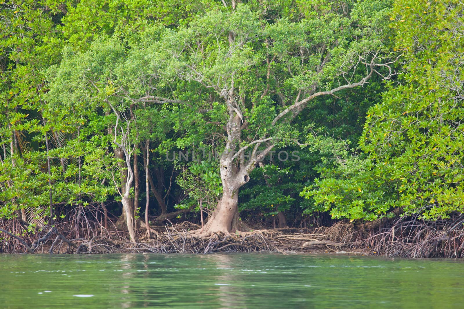 Mangrove Forest in south of Thailand