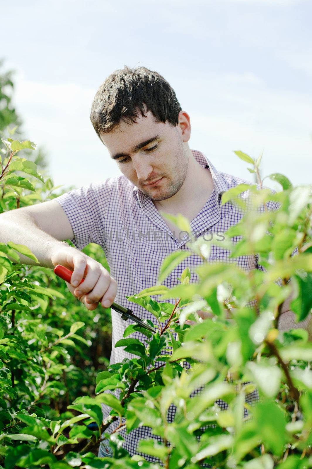 An image of a young gardener working in the garden