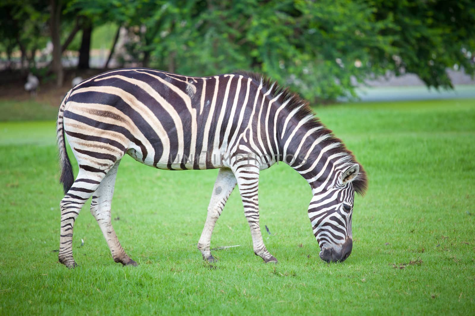 zebra was eating grass in the park