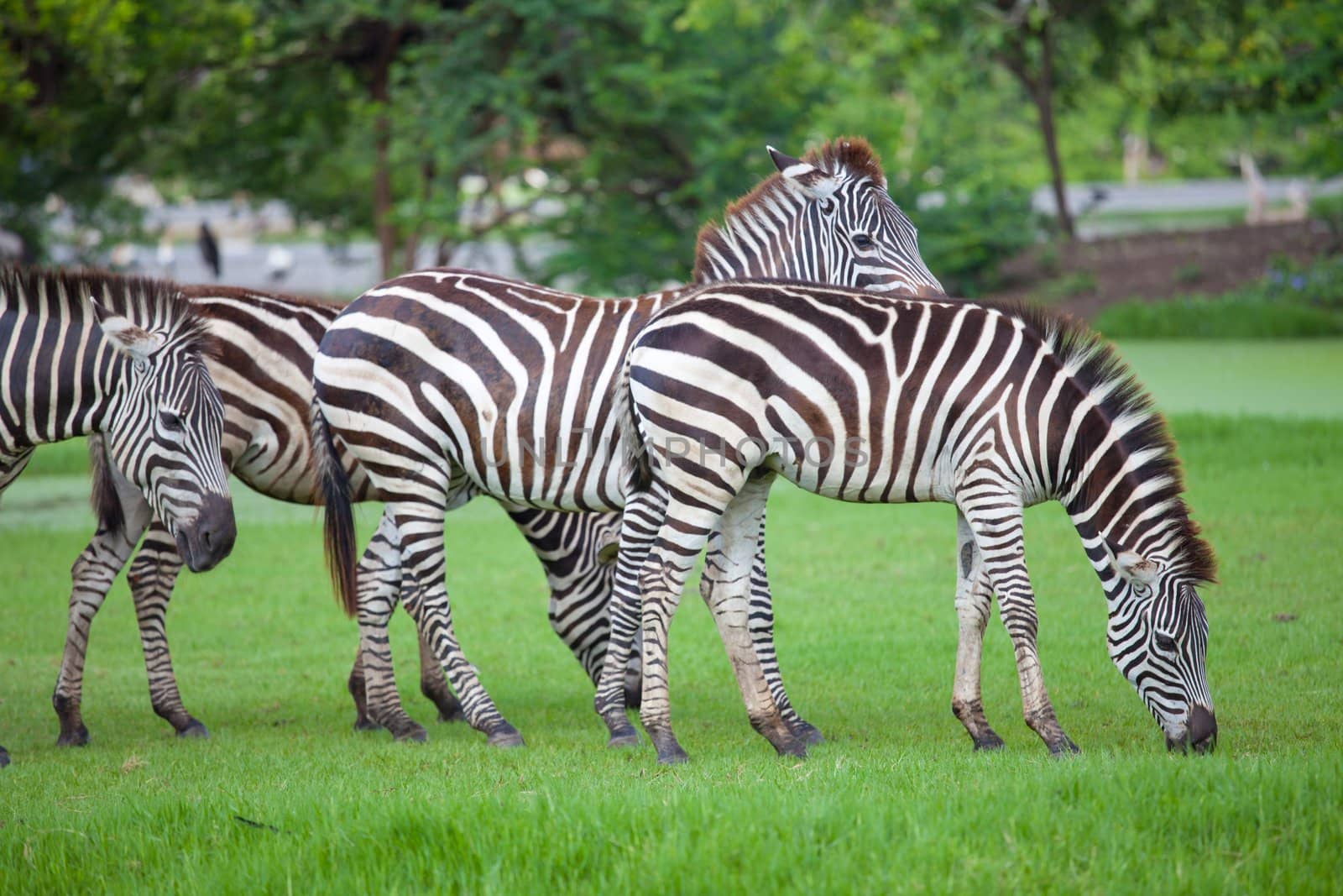 zebras was eating by witthaya