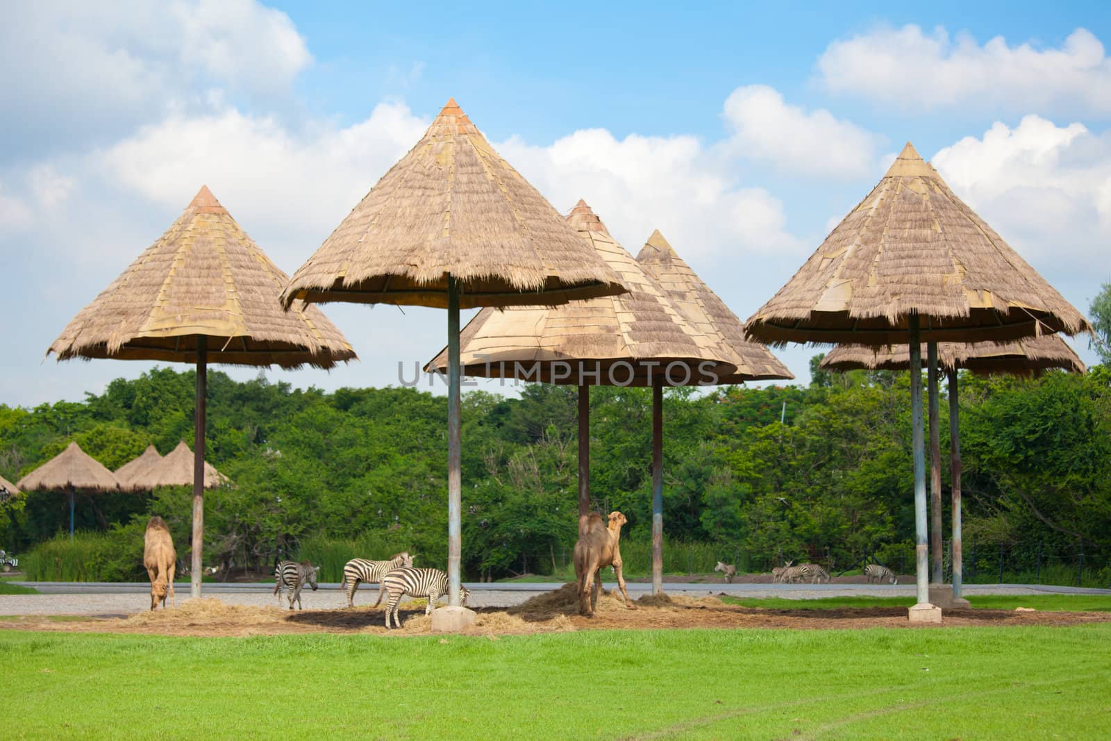 Zebra and camel at the Zoo in Thailand