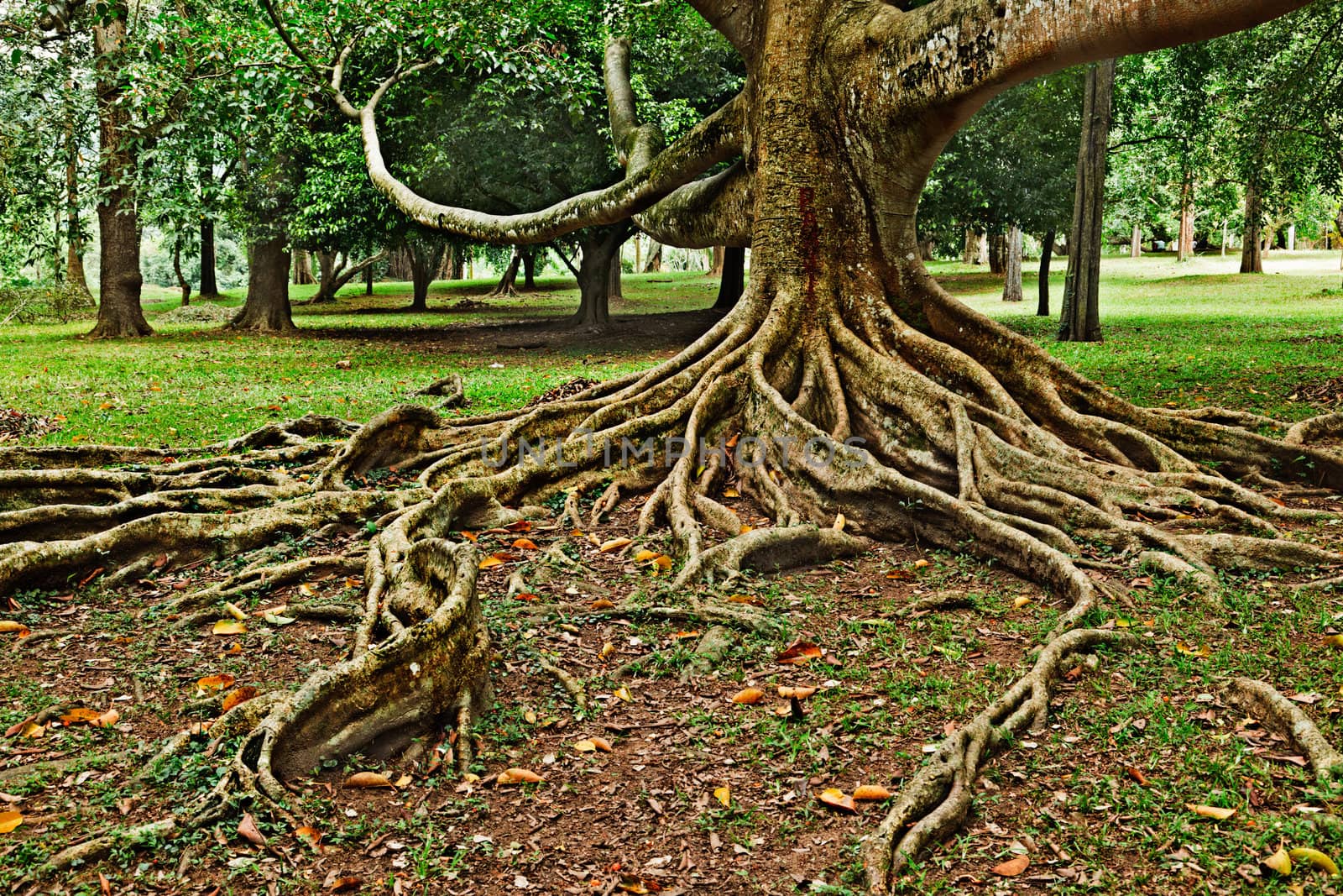 Tropical tree roots. Sri Lanka