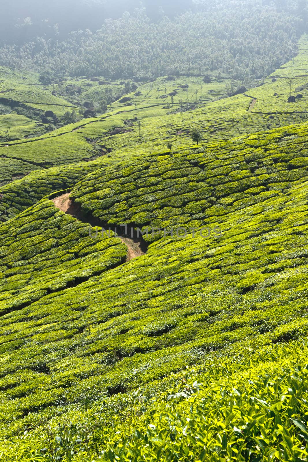 Tea plantations by dimol