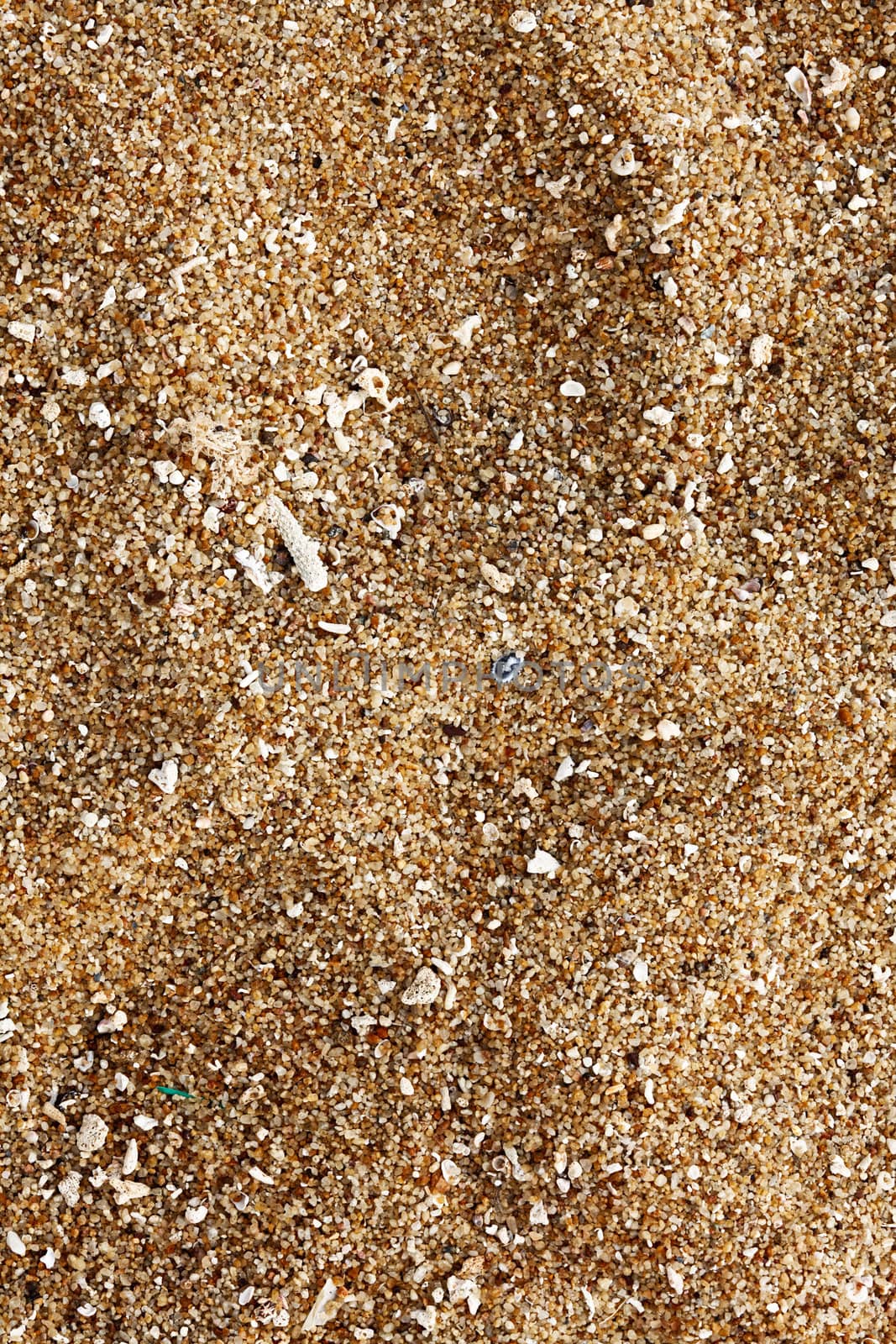 Beach sand of grinded sea shells by dimol