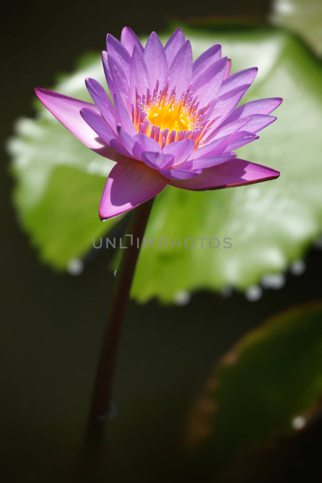 Purple lotus by dimol