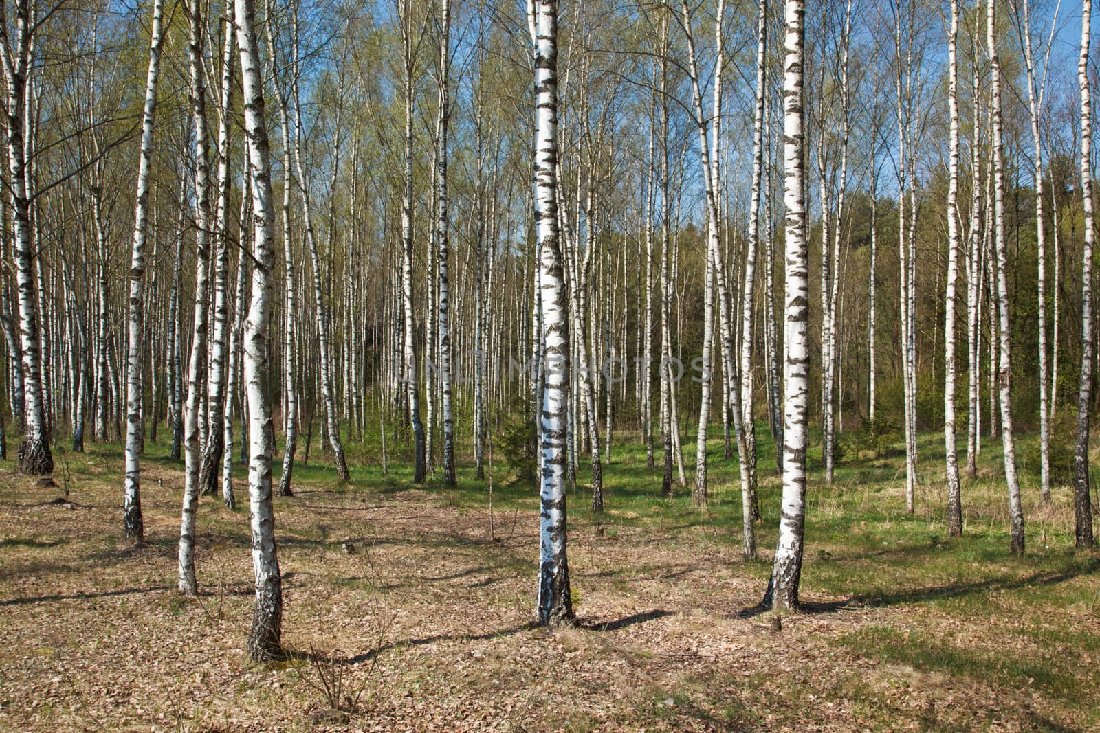 Birch grove in spring