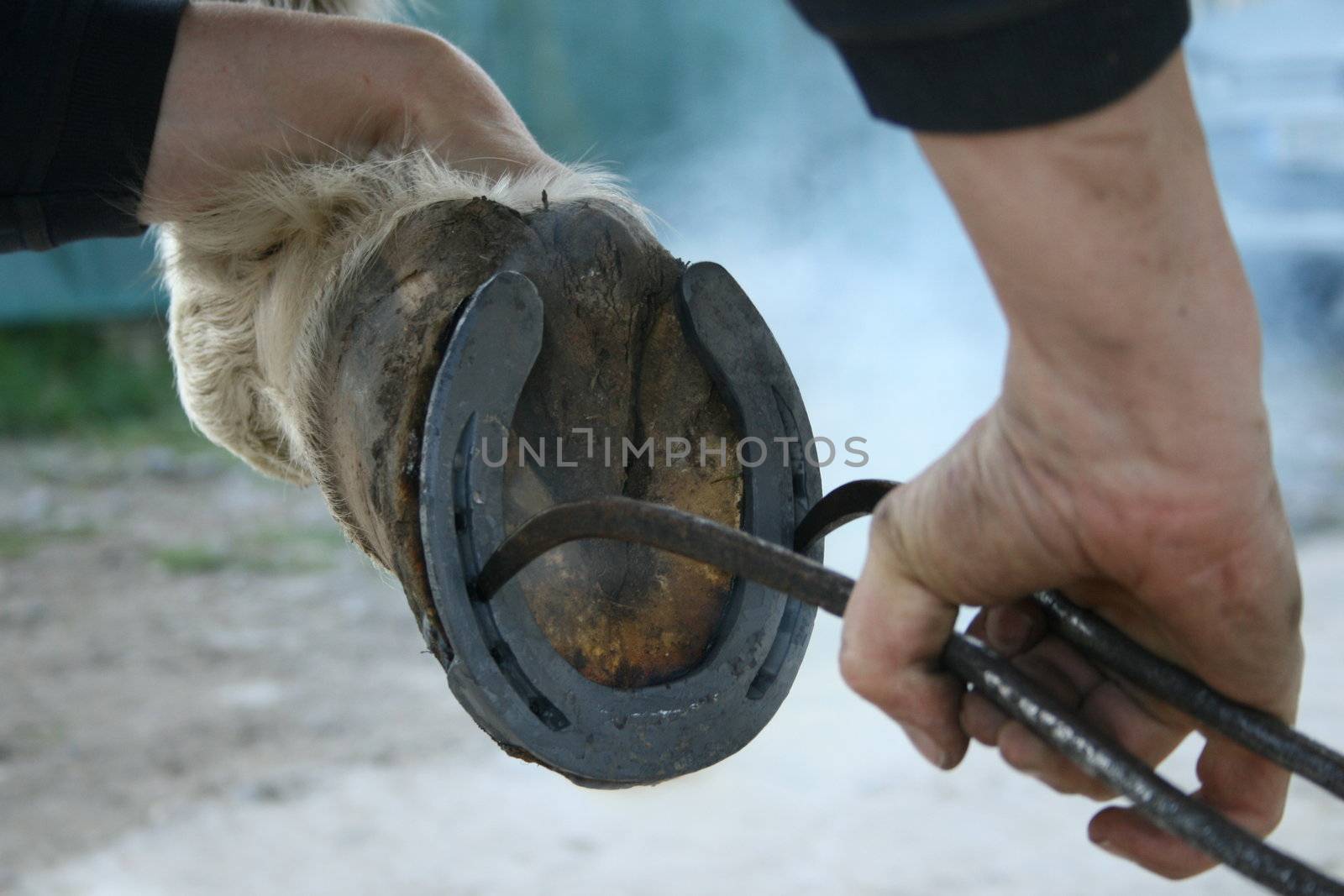 Blacksmith at work while changing a horseshoe