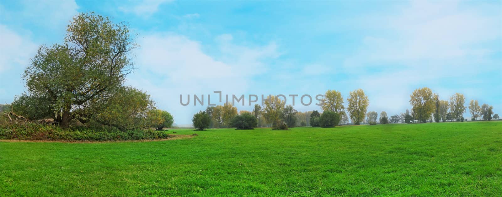 idyllic meadow with trees on a sunny foggy day