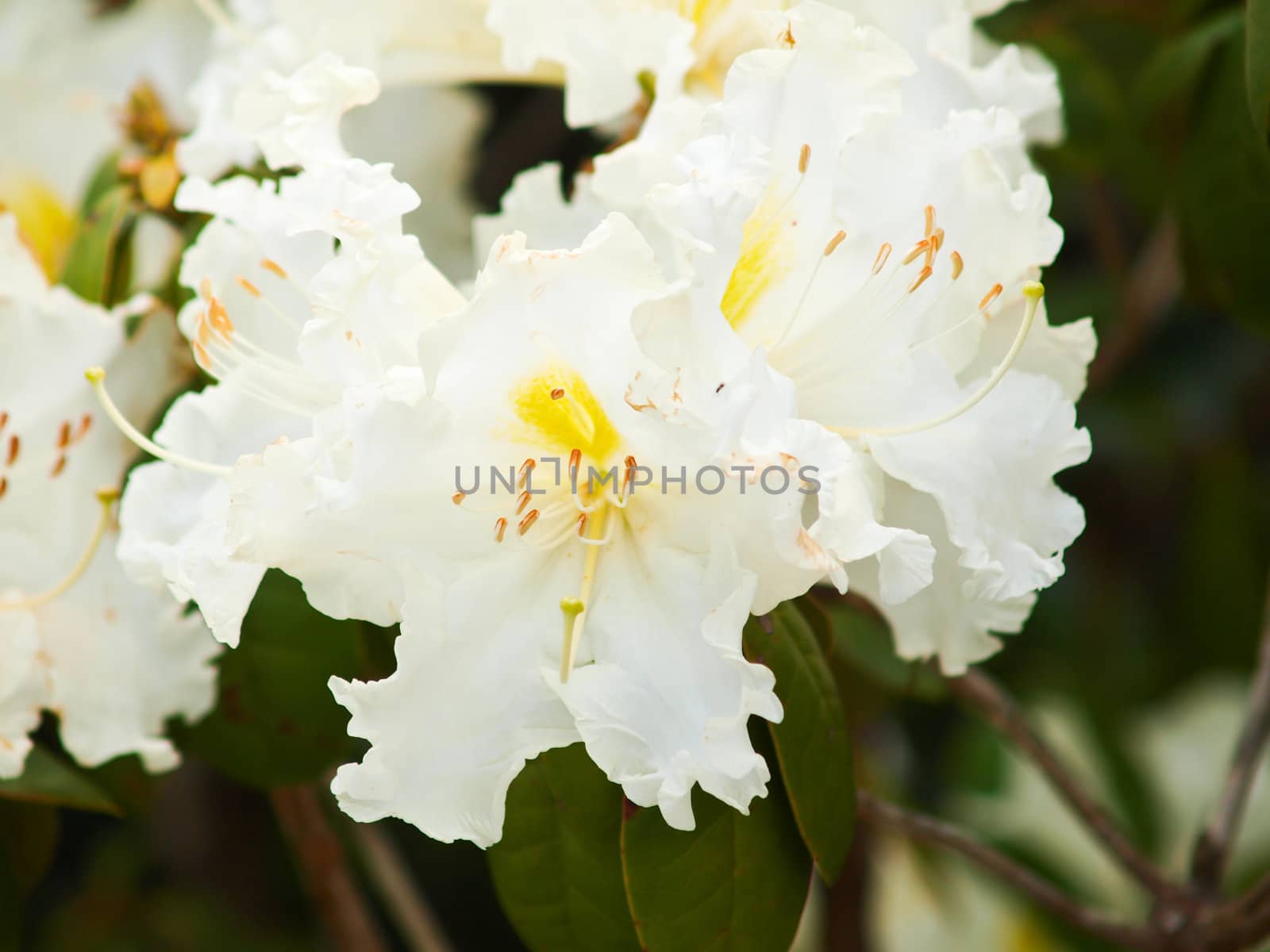 White rhododendron in nature in Doi Inthanon in Chiang Mai, Tha by gururugu