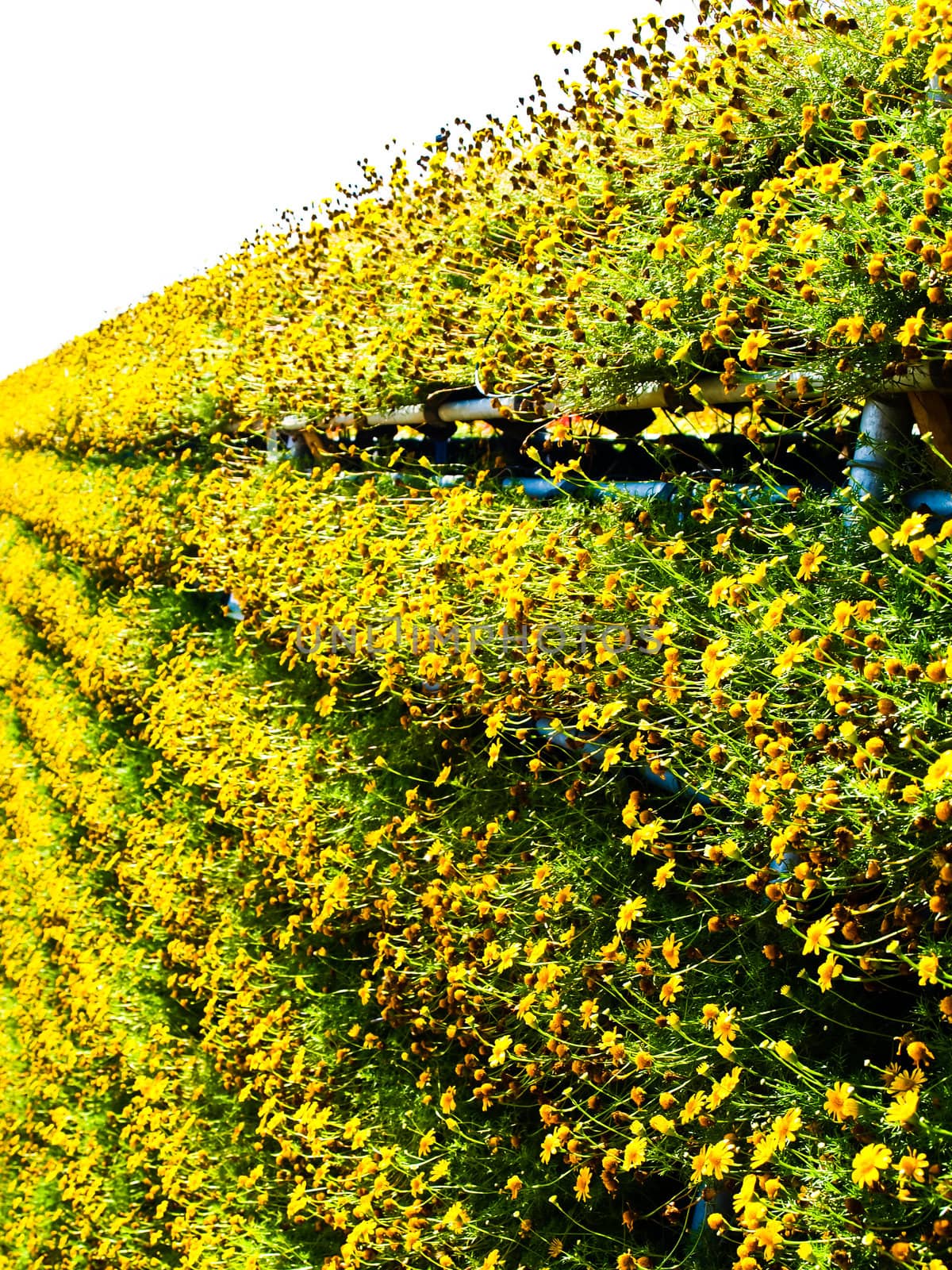Yellow Cosmos flower wall in nature by gururugu