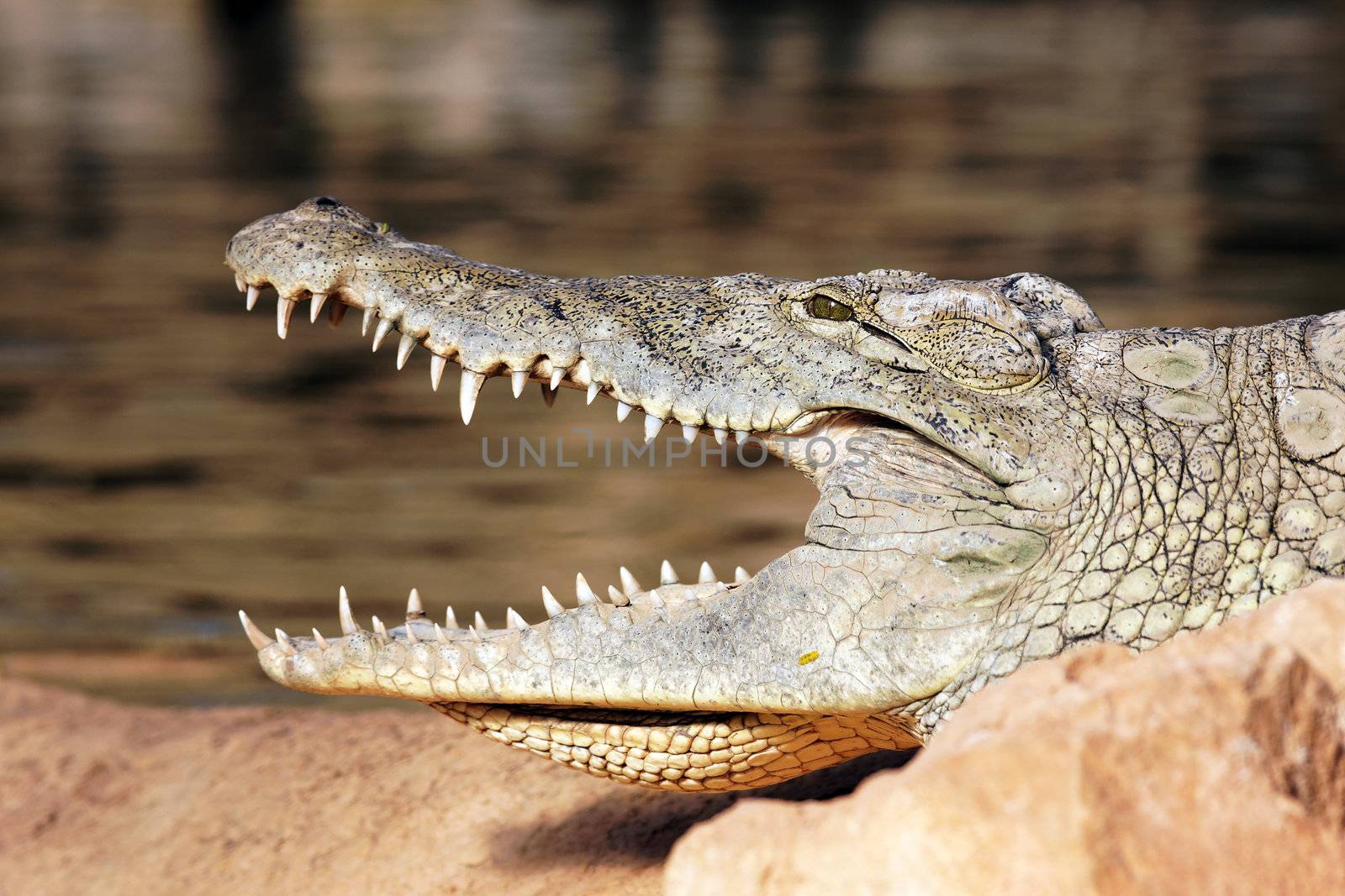 head of crocodile resting on a rock with open mouth