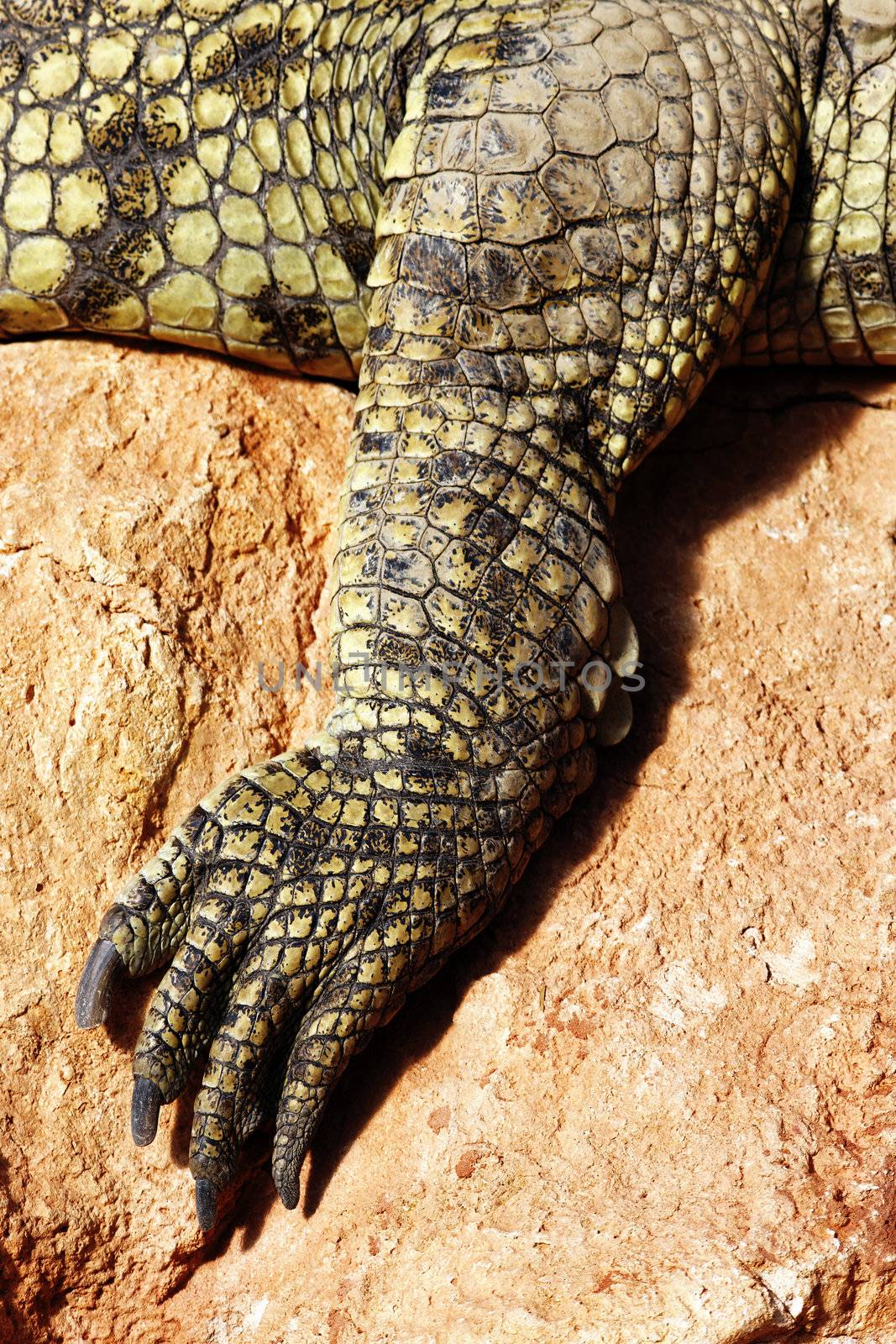 foot of a crocodile resting on a rock