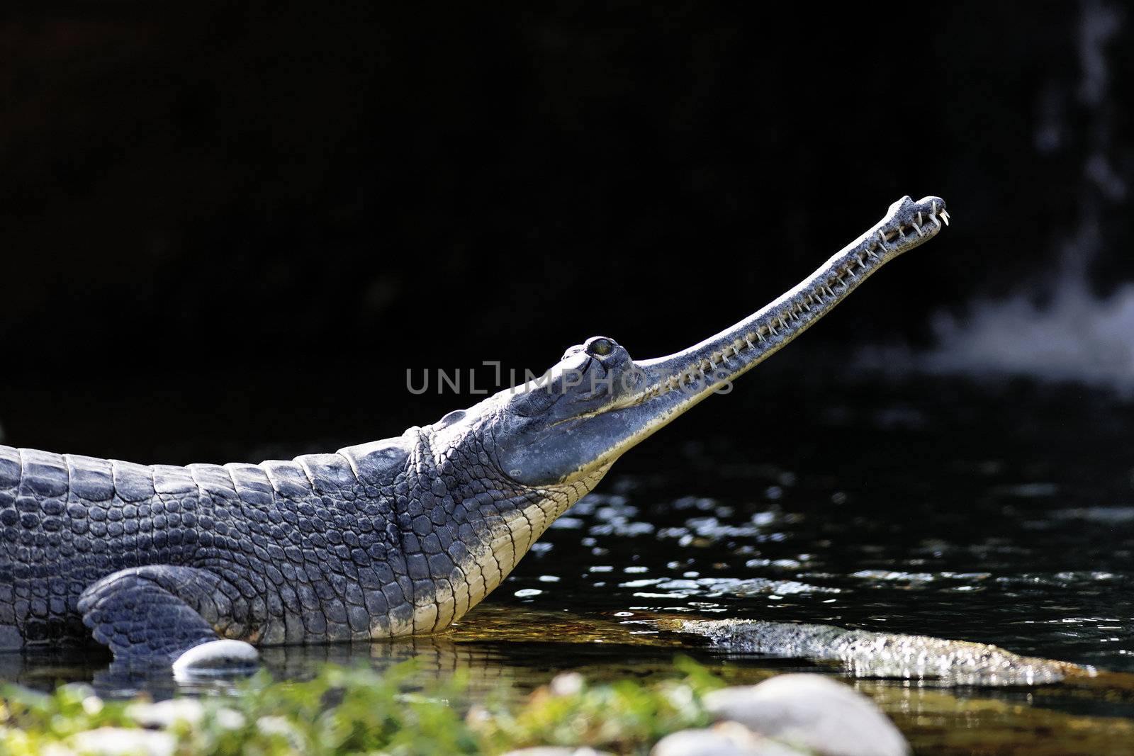 crocodile resting a side of a lake