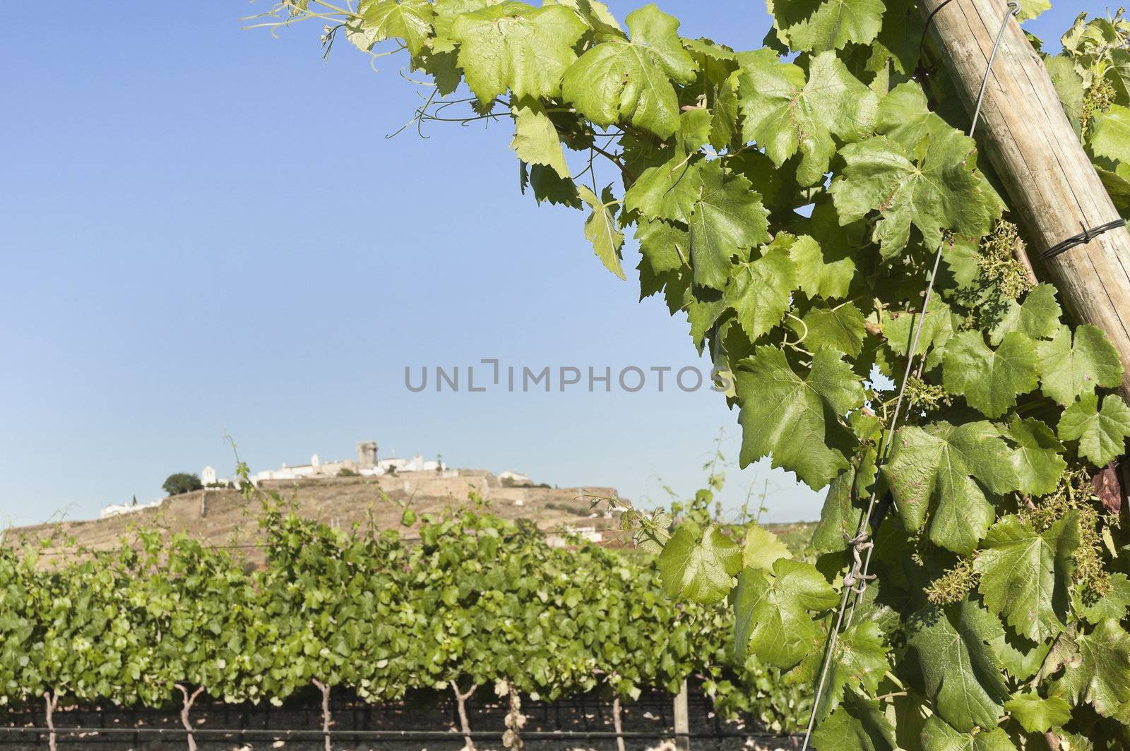 Vineyards by mrfotos